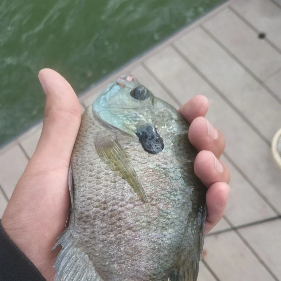 Bluegill caught on Fishbrain
