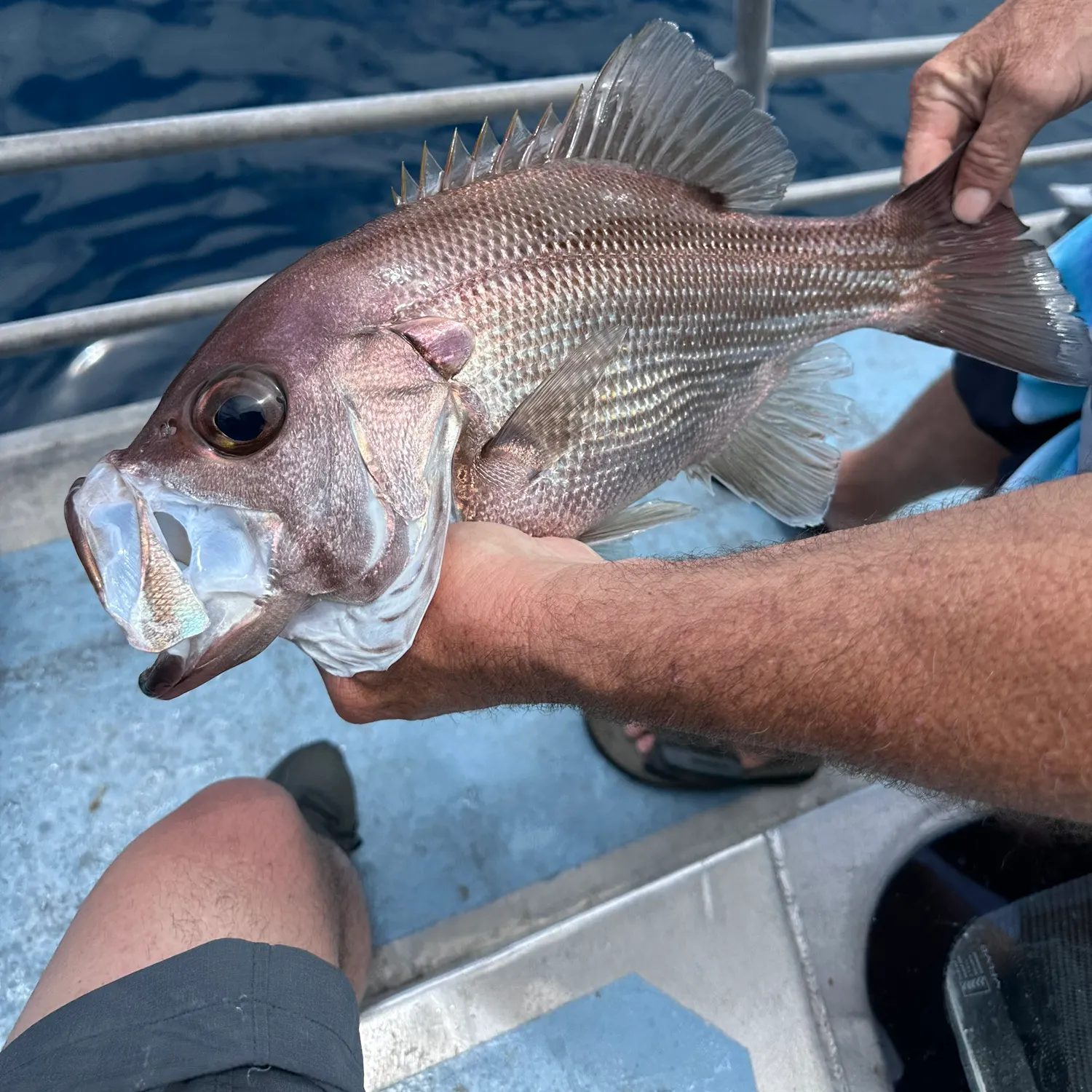 The most recent Pearl perch catches on Fishbrain