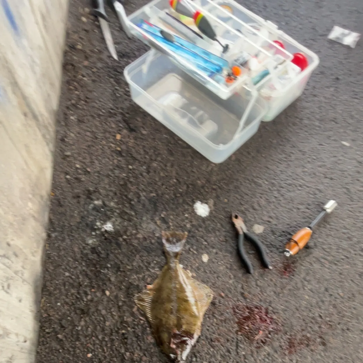 European flounder caught on Fishbrain