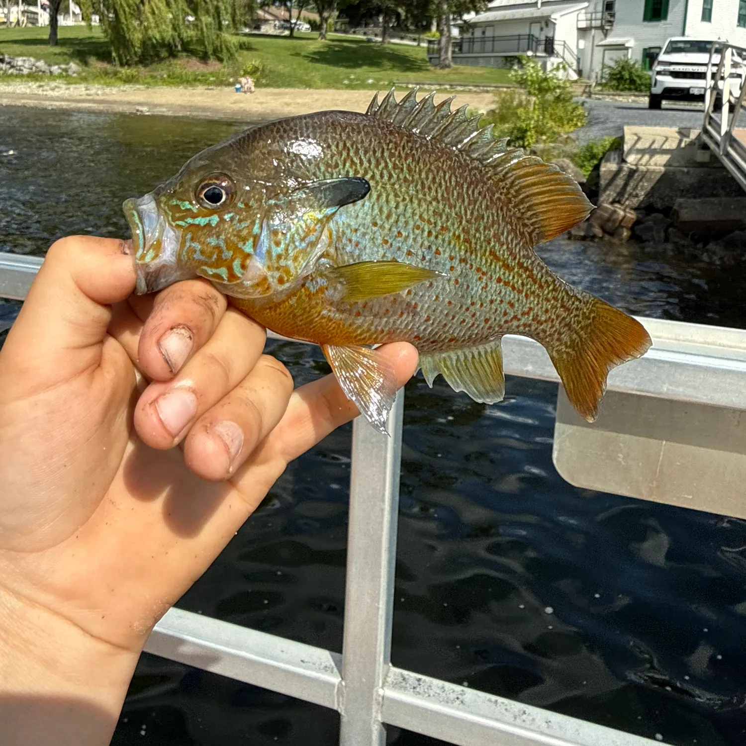 Redbreast sunfish caught on Fishbrain