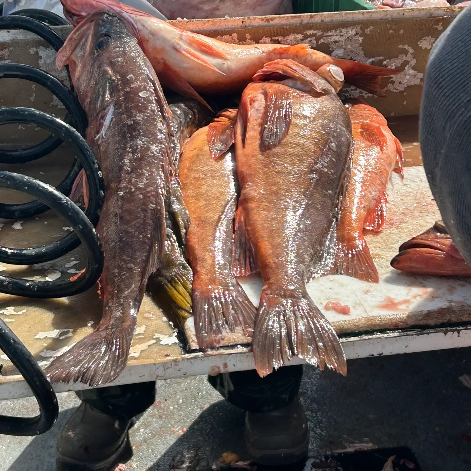 Fish caught on Fishbrain