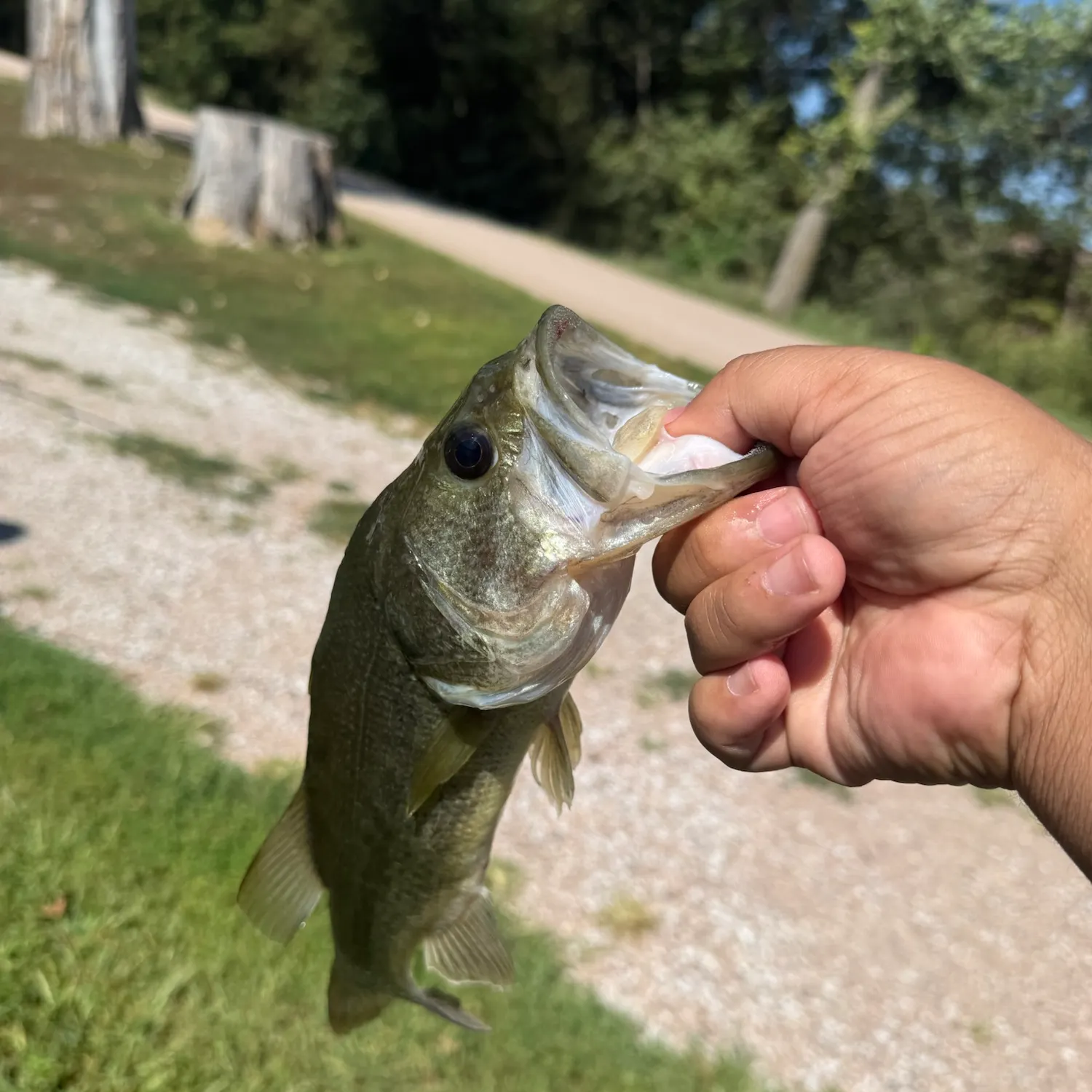 Largemouth bass caught on Fishbrain