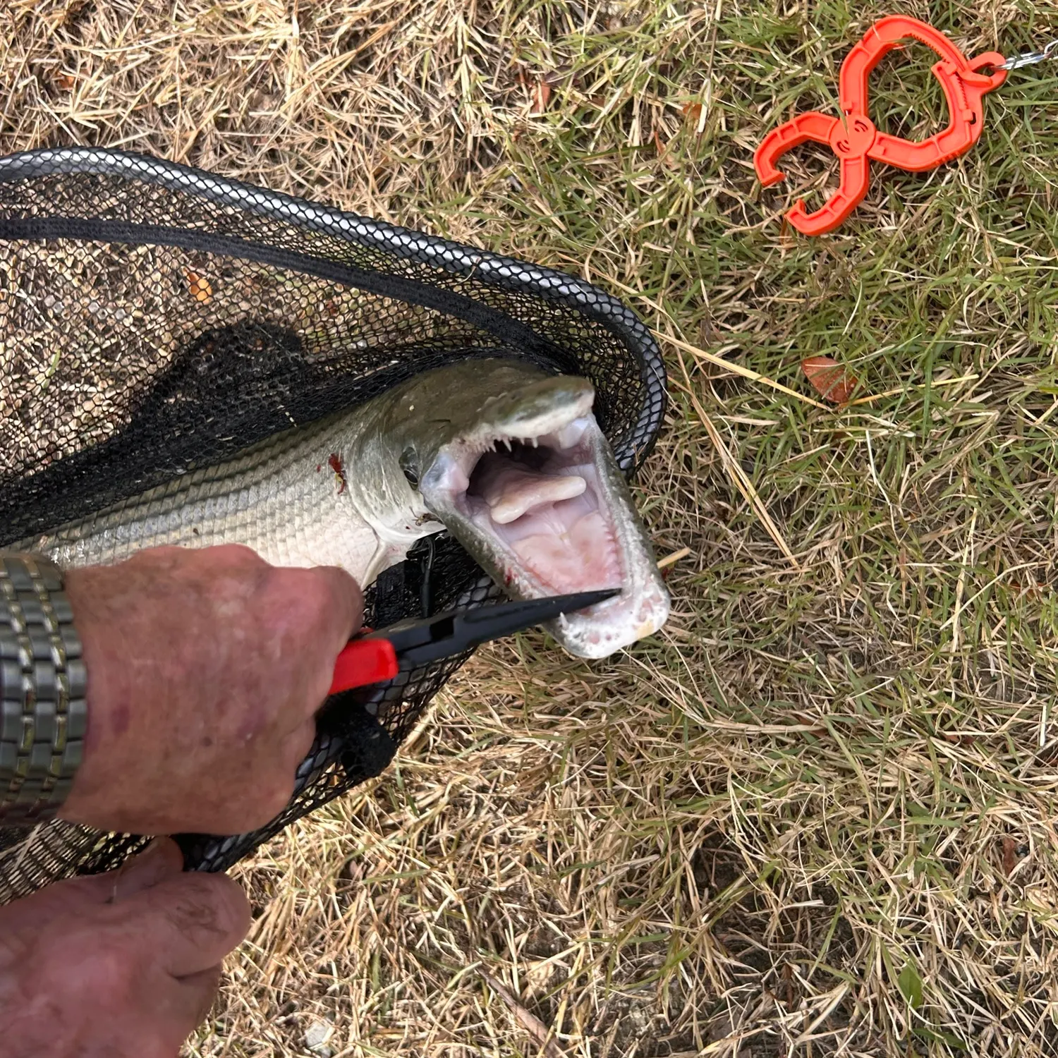 The most recent Shortnose gar catches on Fishbrain