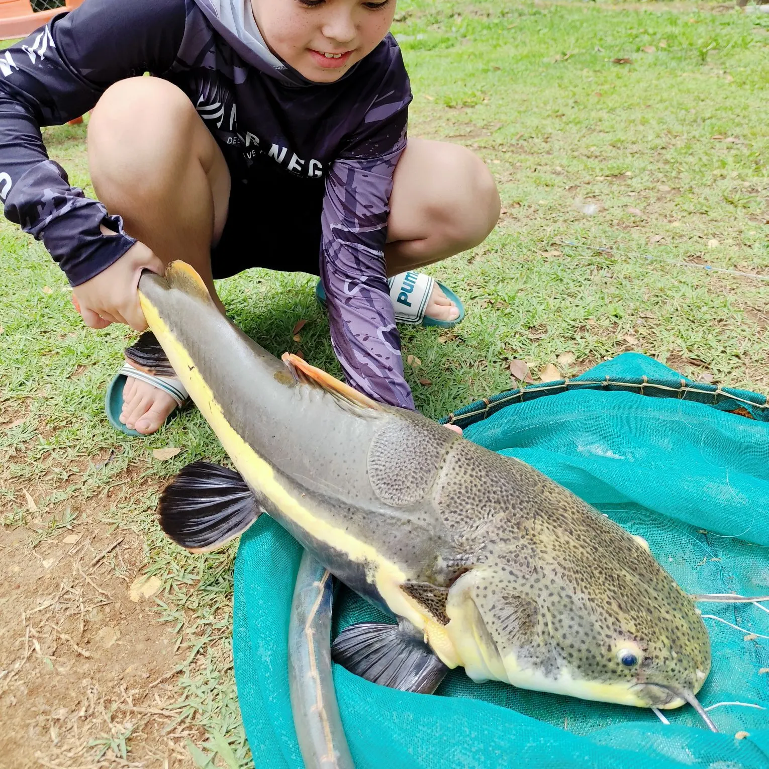 The most recent Redtail catfish catches on Fishbrain