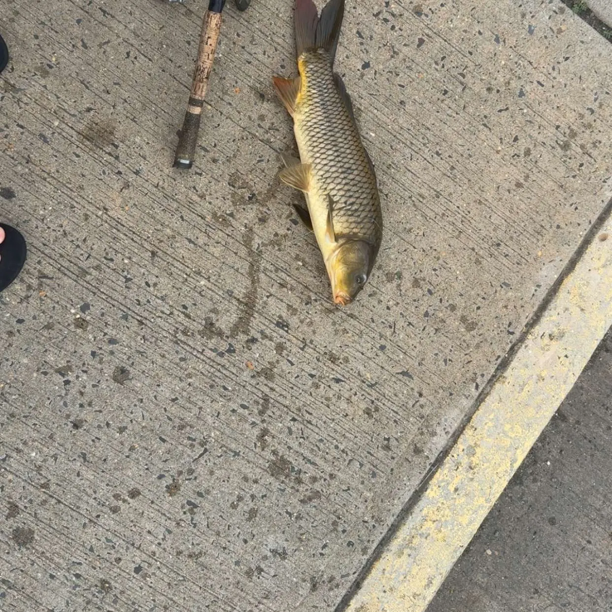 Common carp caught on Fishbrain