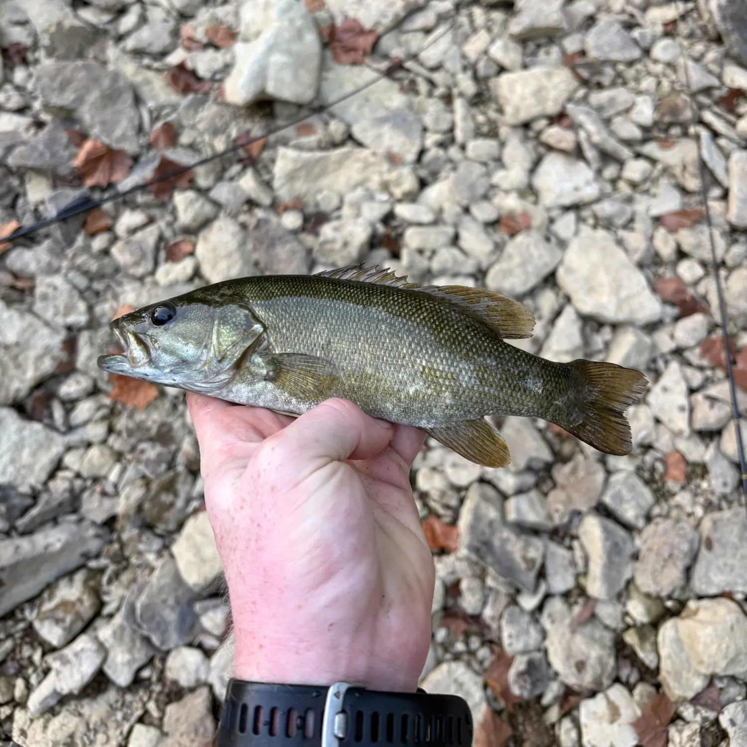 Smallmouth bass caught on Fishbrain