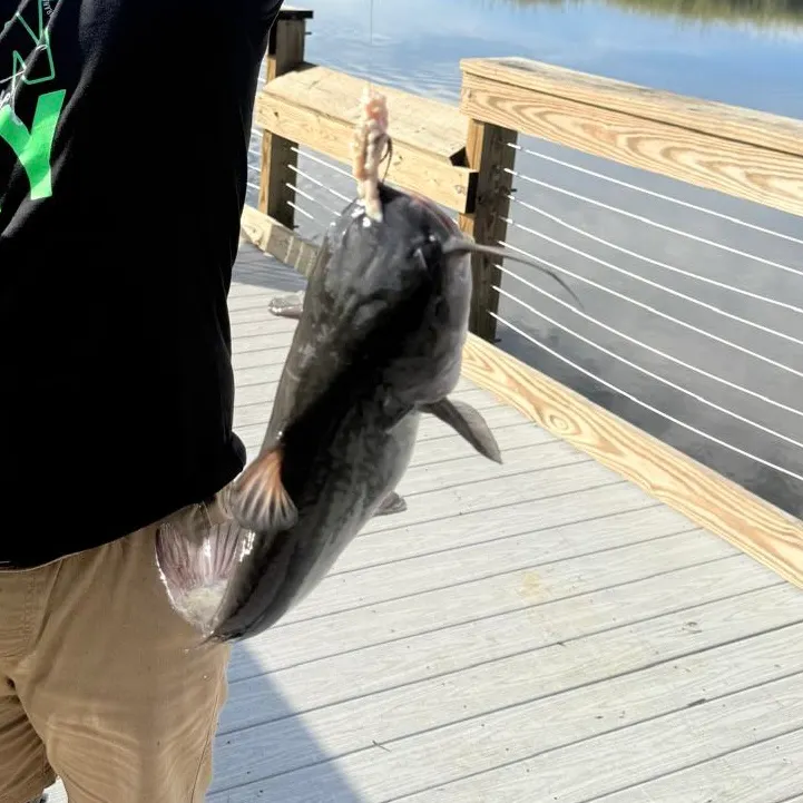 Channel catfish caught on Fishbrain