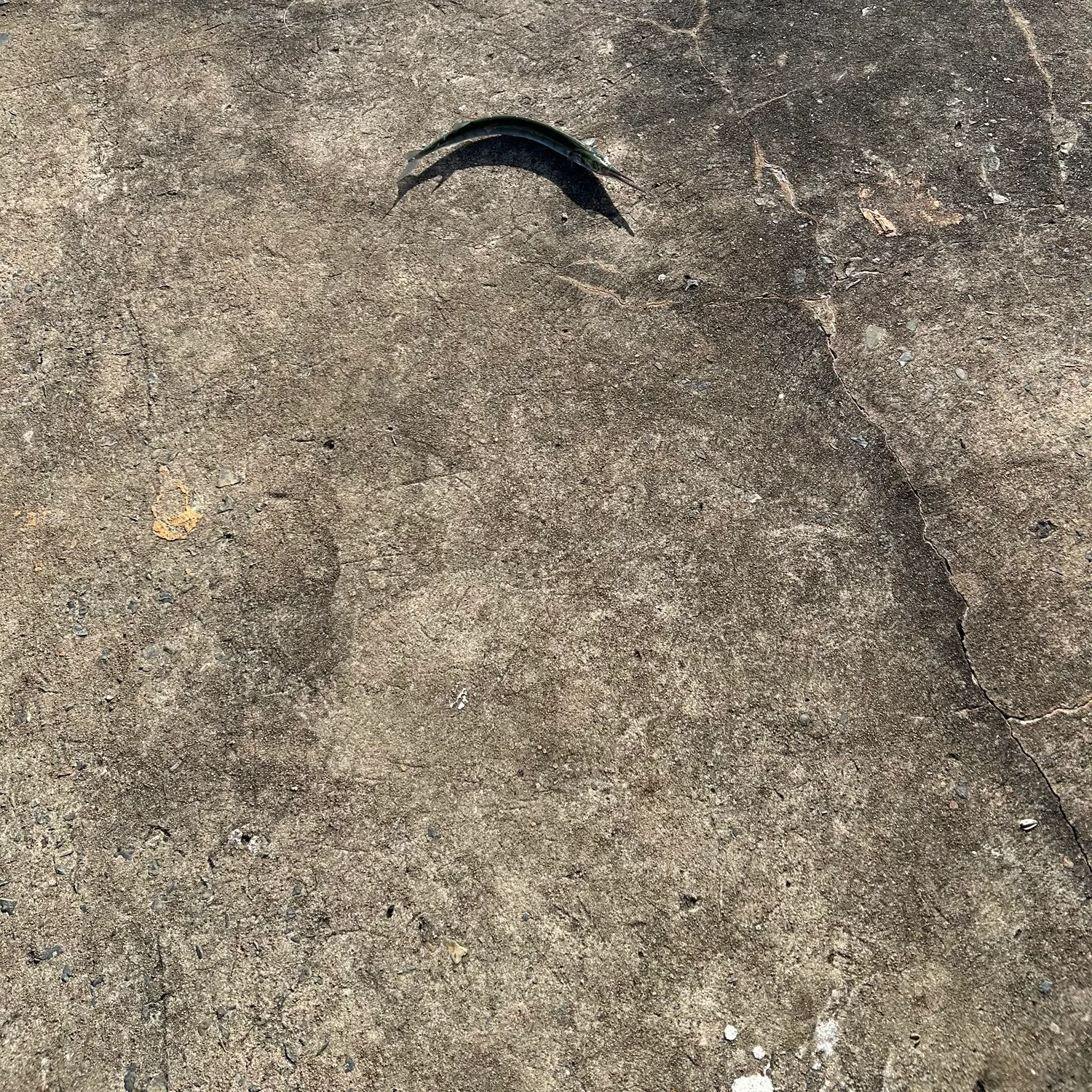 The most recent Agujon needlefish catches on Fishbrain