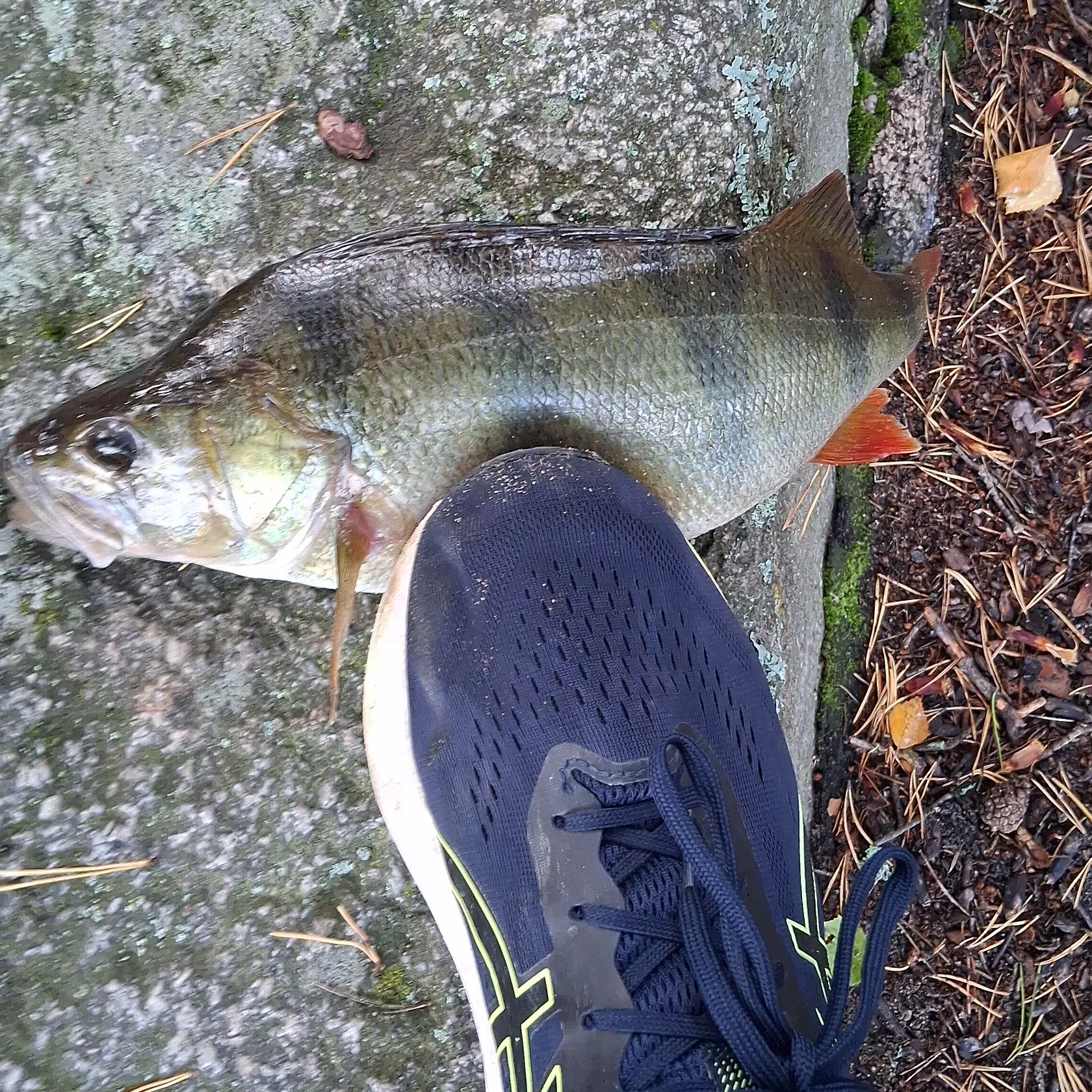 European perch caught on Fishbrain