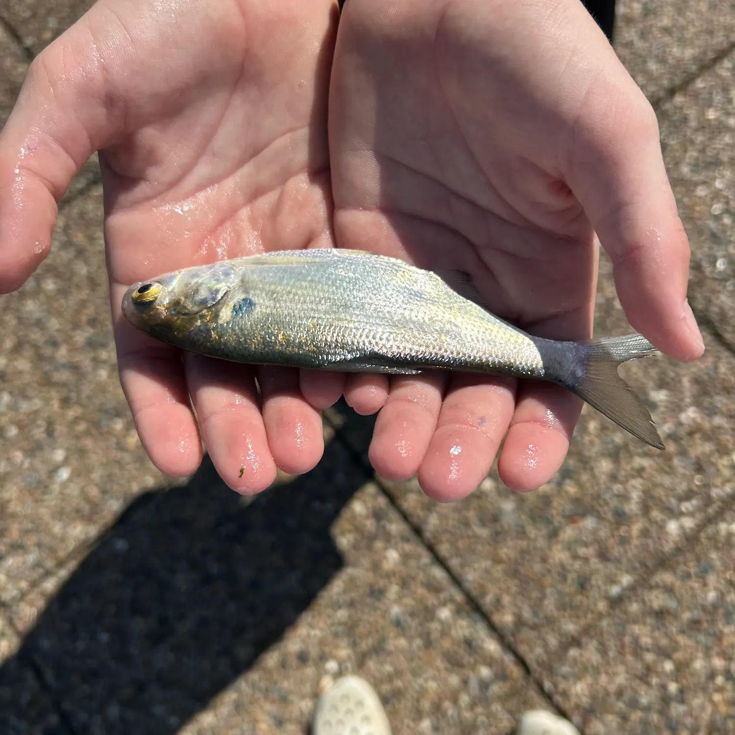 The most recent Threadfin shad catches on Fishbrain