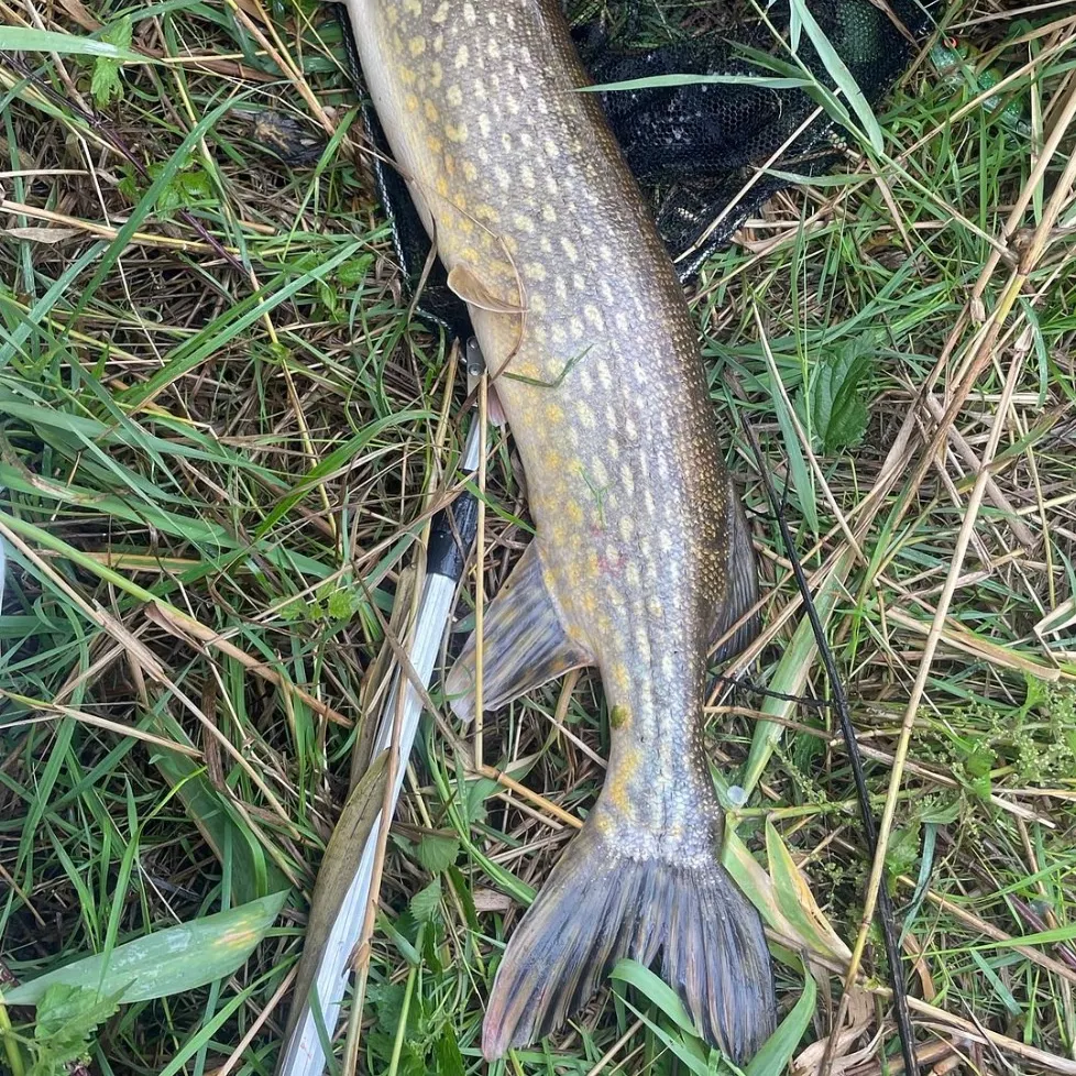 Northern pike caught on Fishbrain