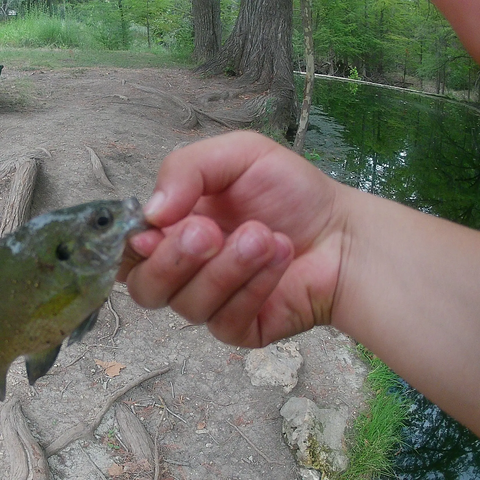 Bluegill caught on Fishbrain