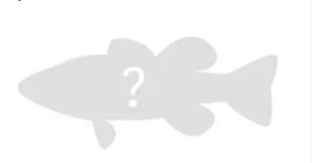 Masquerader hairy blenny