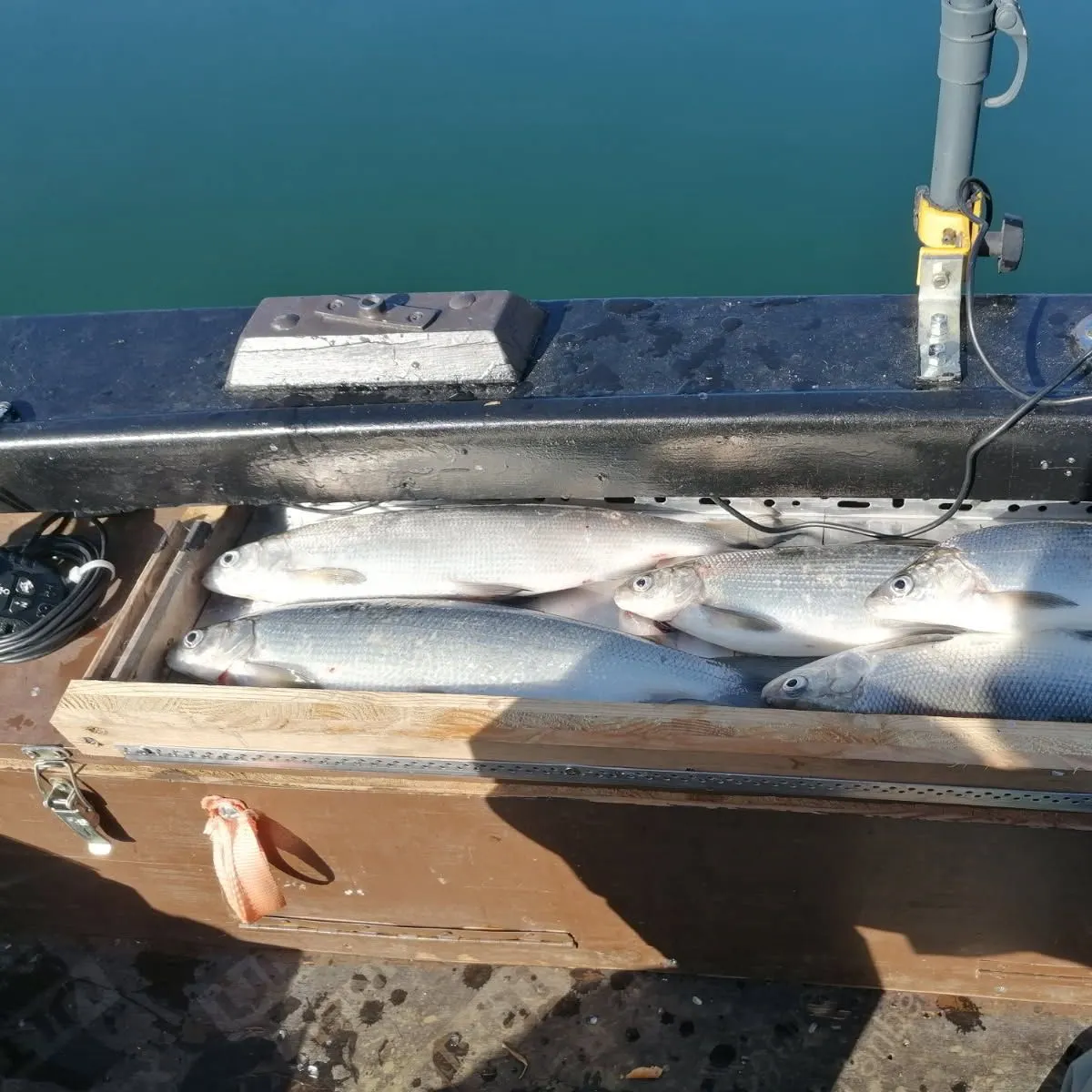 The most recent European whitefish catches on Fishbrain