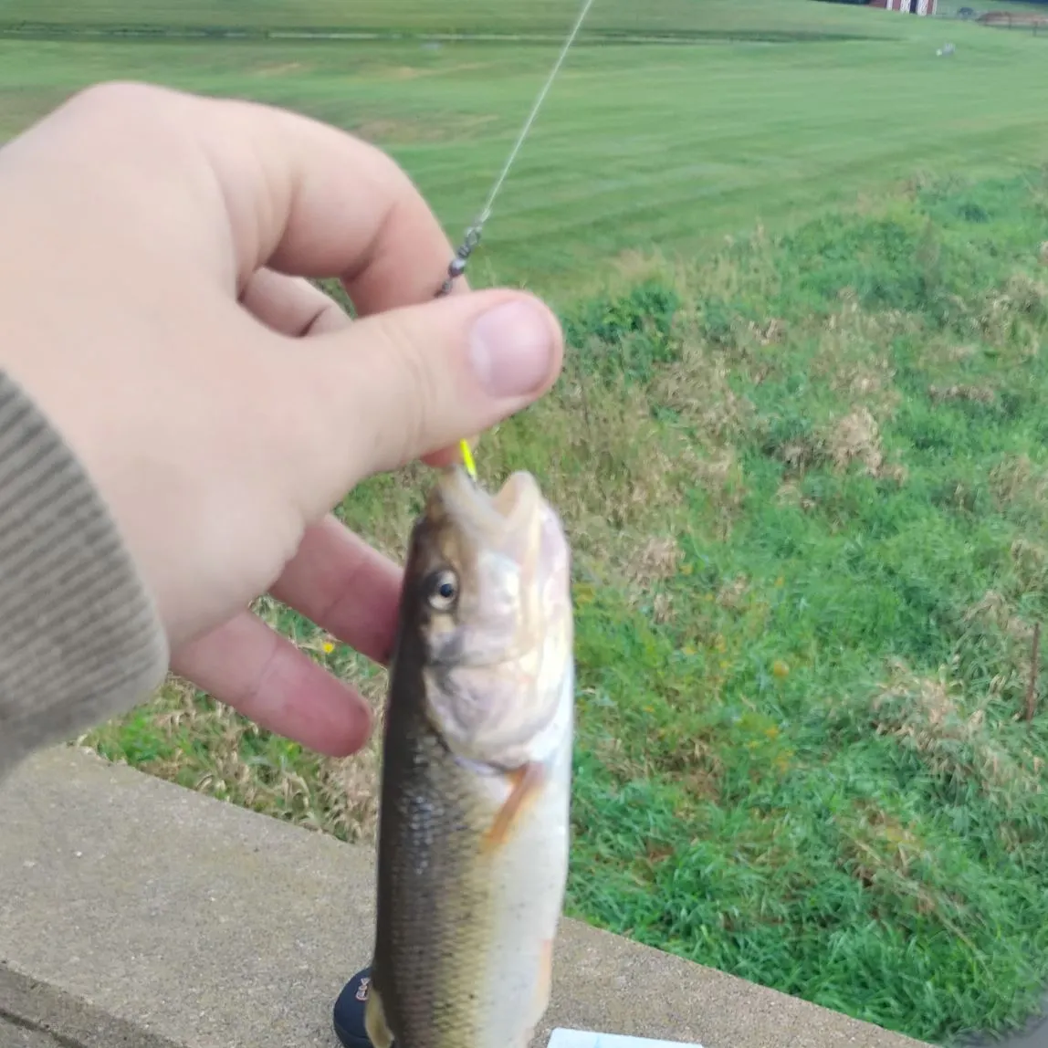 Creek chub caught on Fishbrain