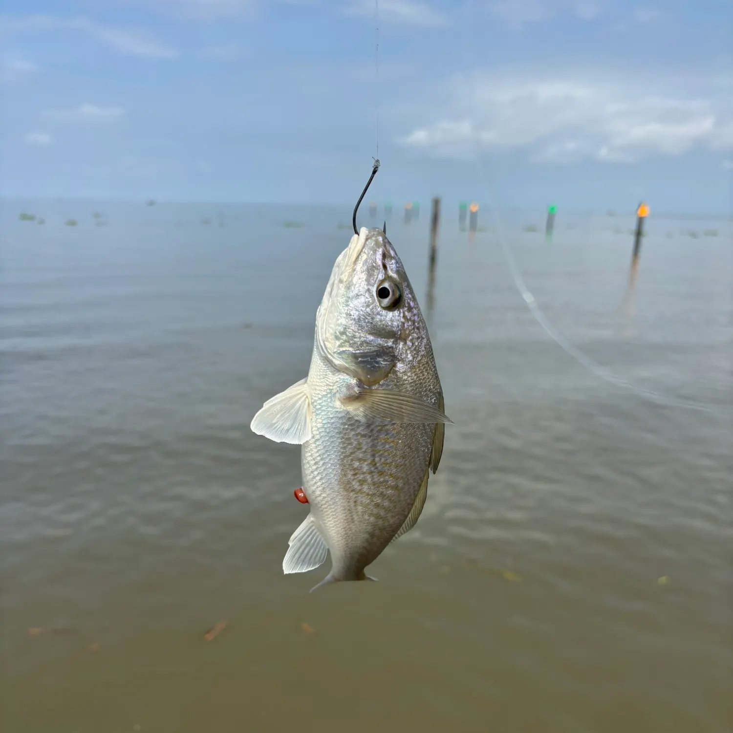 Atlantic croaker caught on Fishbrain