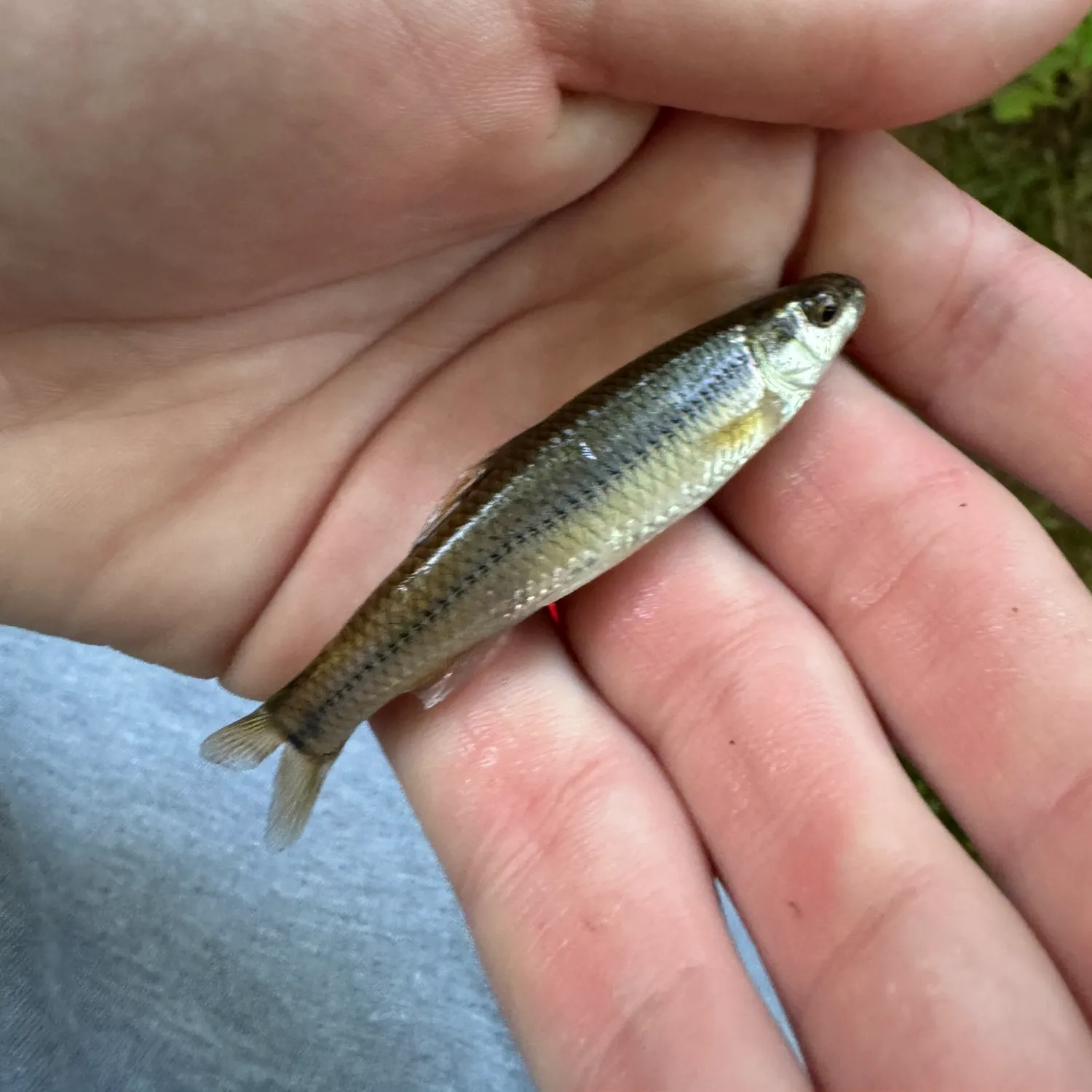 The most recent Bluntnose minnow catches on Fishbrain