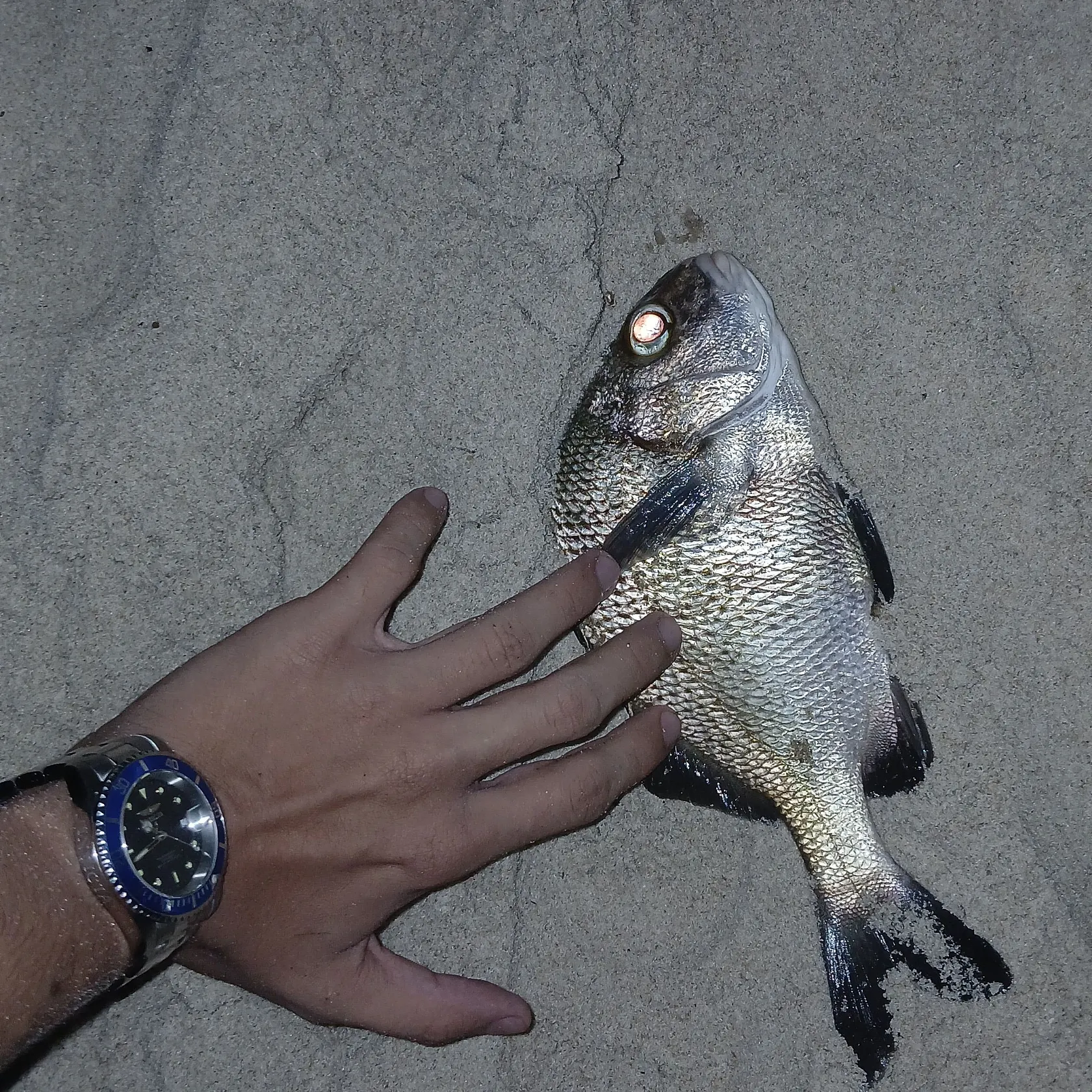 The most recent Black margate catches on Fishbrain