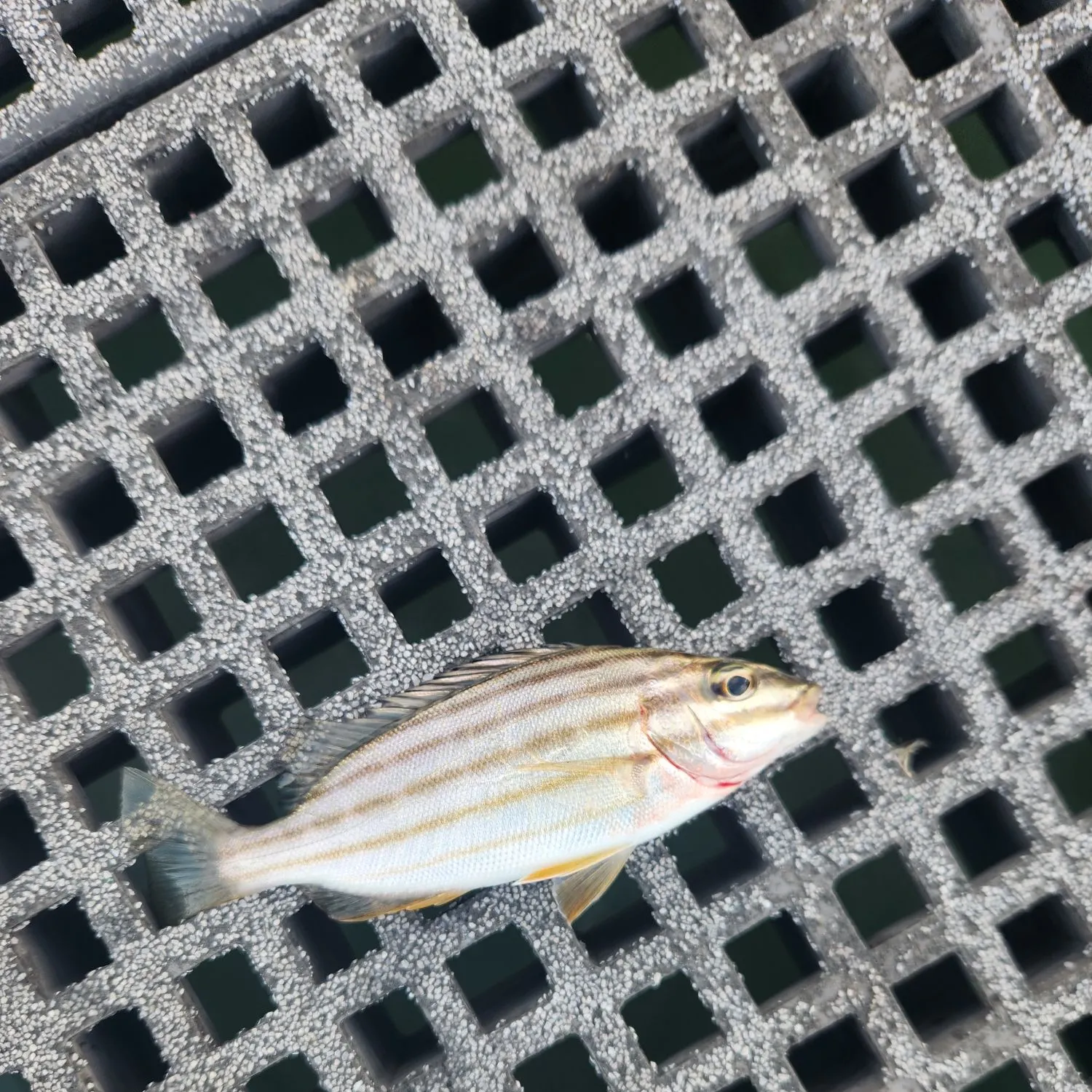 Eastern striped grunter caught on Fishbrain