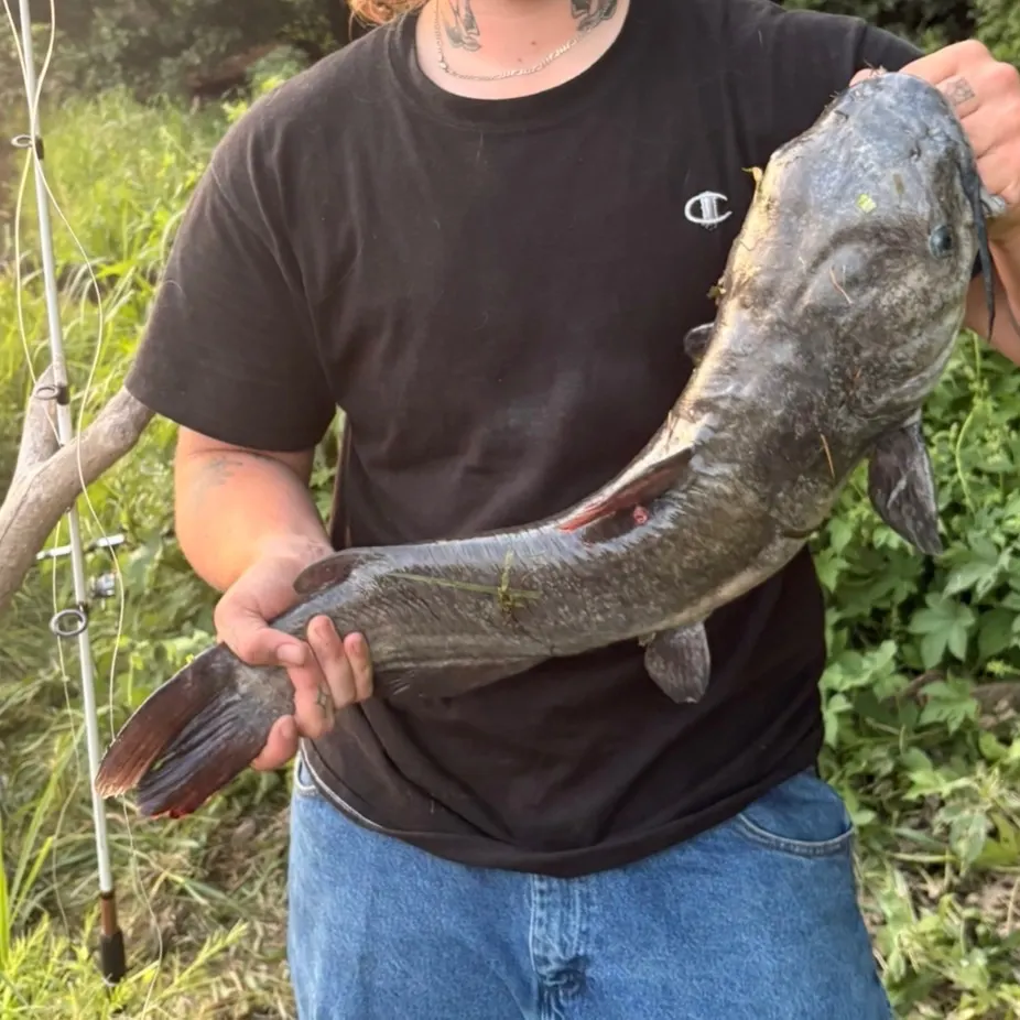 Channel catfish caught on Fishbrain