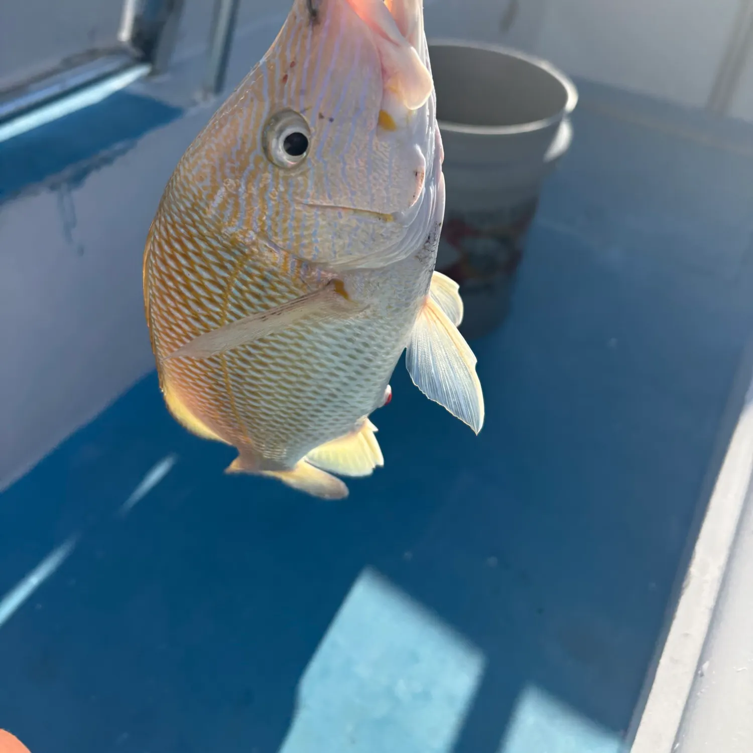 White grunt caught on Fishbrain