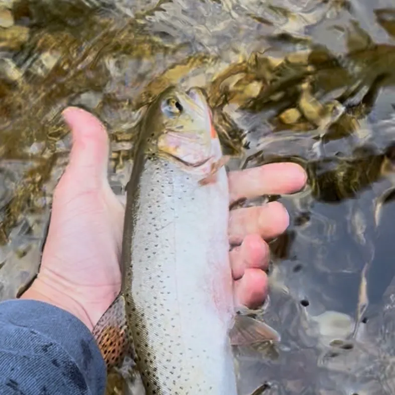 Cutthroat trout caught on Fishbrain
