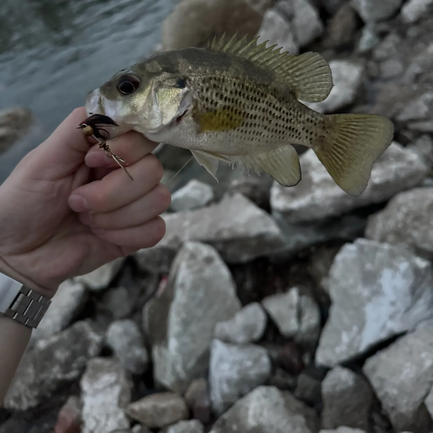 Rock bass caught on Fishbrain