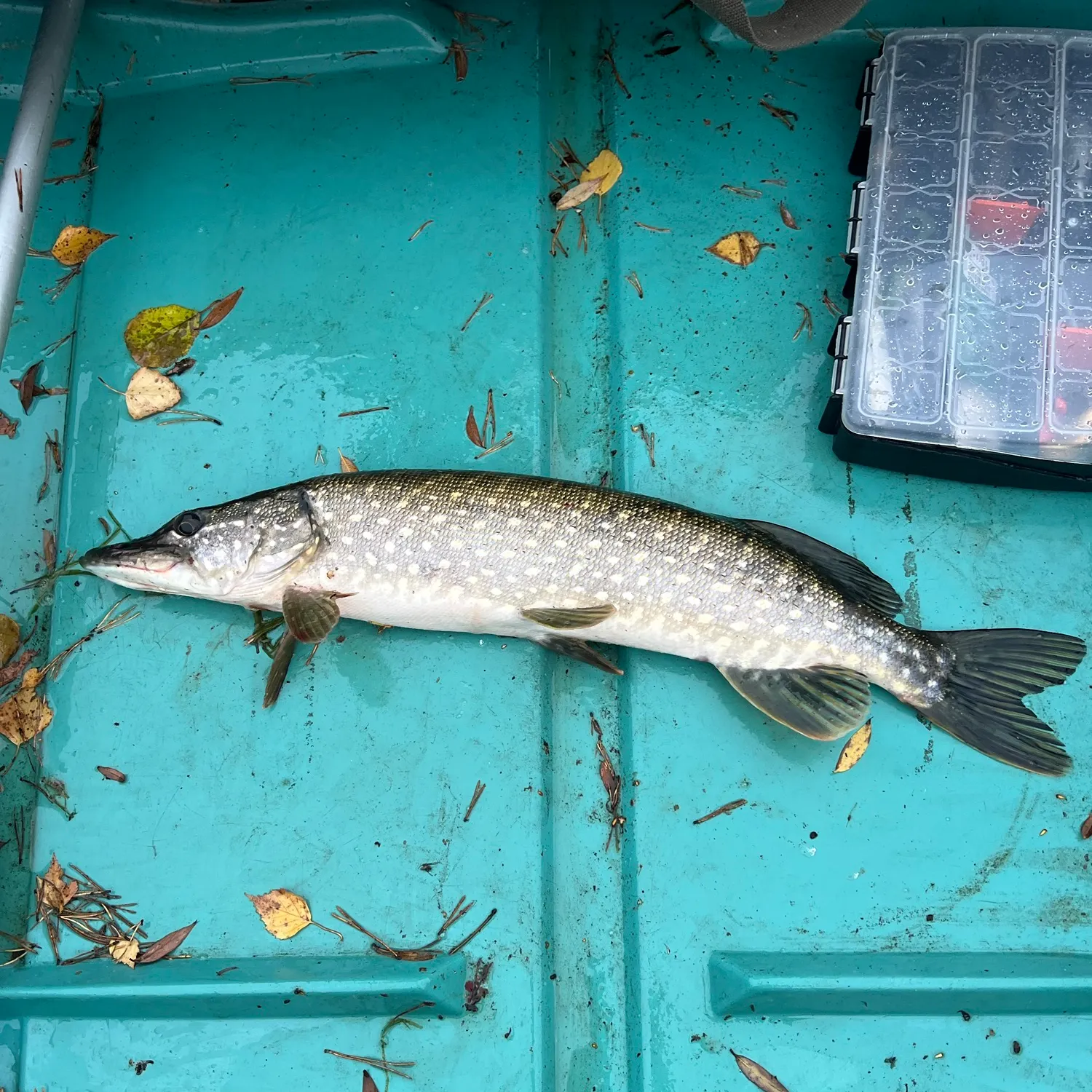 Northern pike caught on Fishbrain