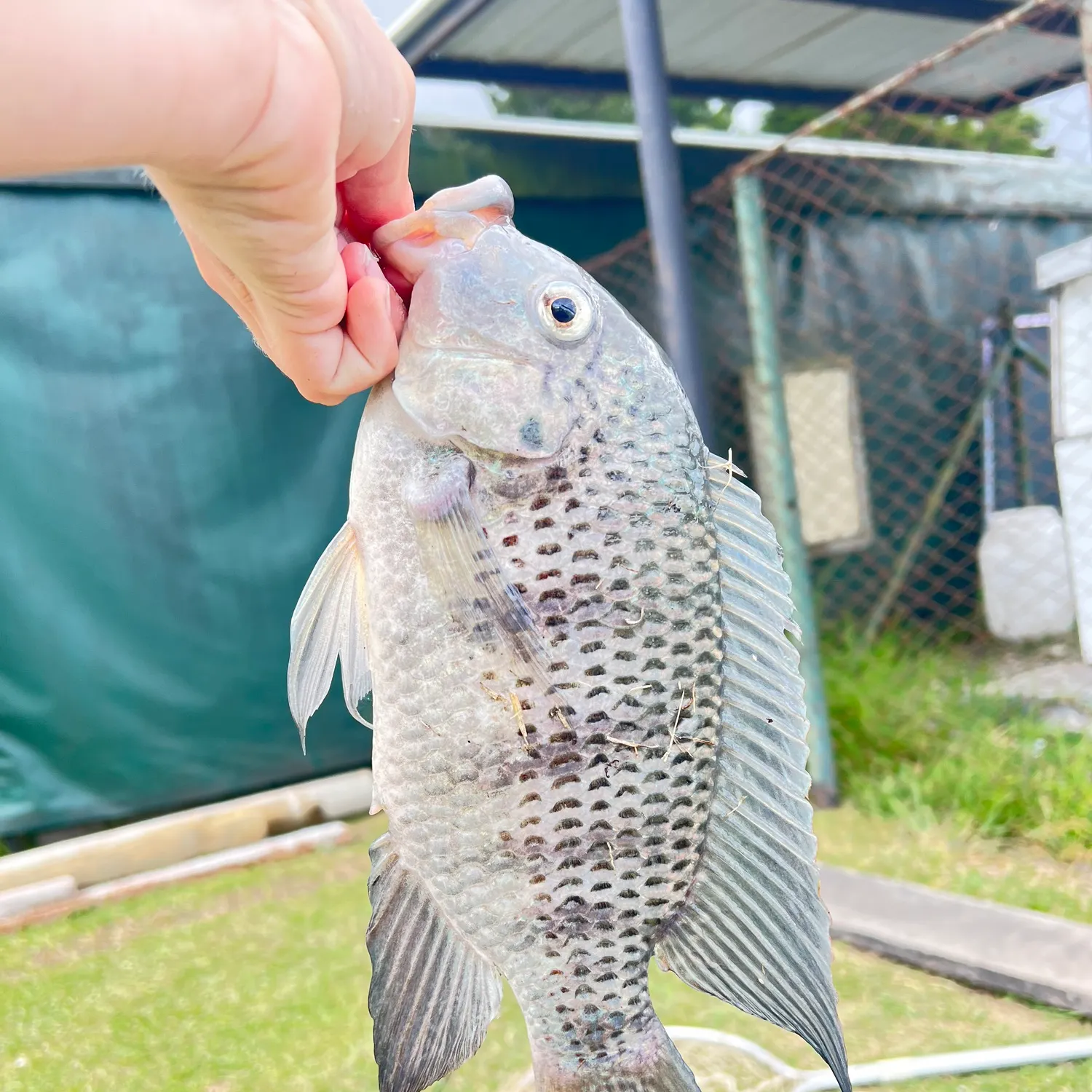 The most recent Redbreast tilapia catches on Fishbrain