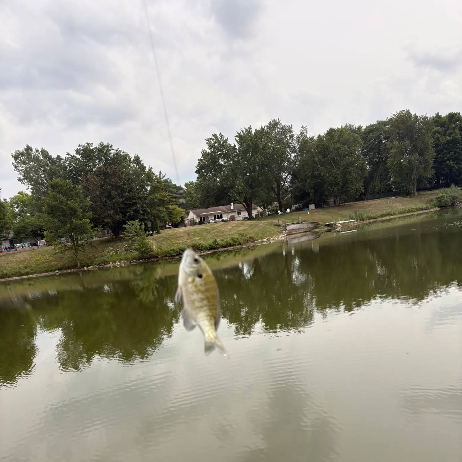 Bluegill caught on Fishbrain