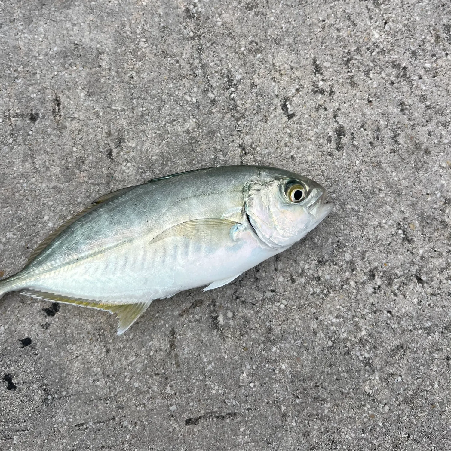 The most recent Blue runner catches on Fishbrain