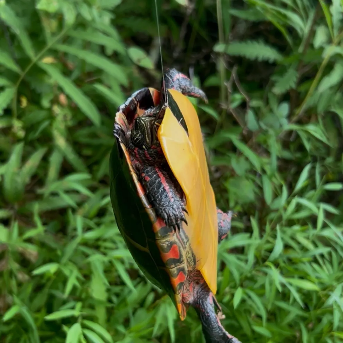 The most recent Painted turtle catches on Fishbrain