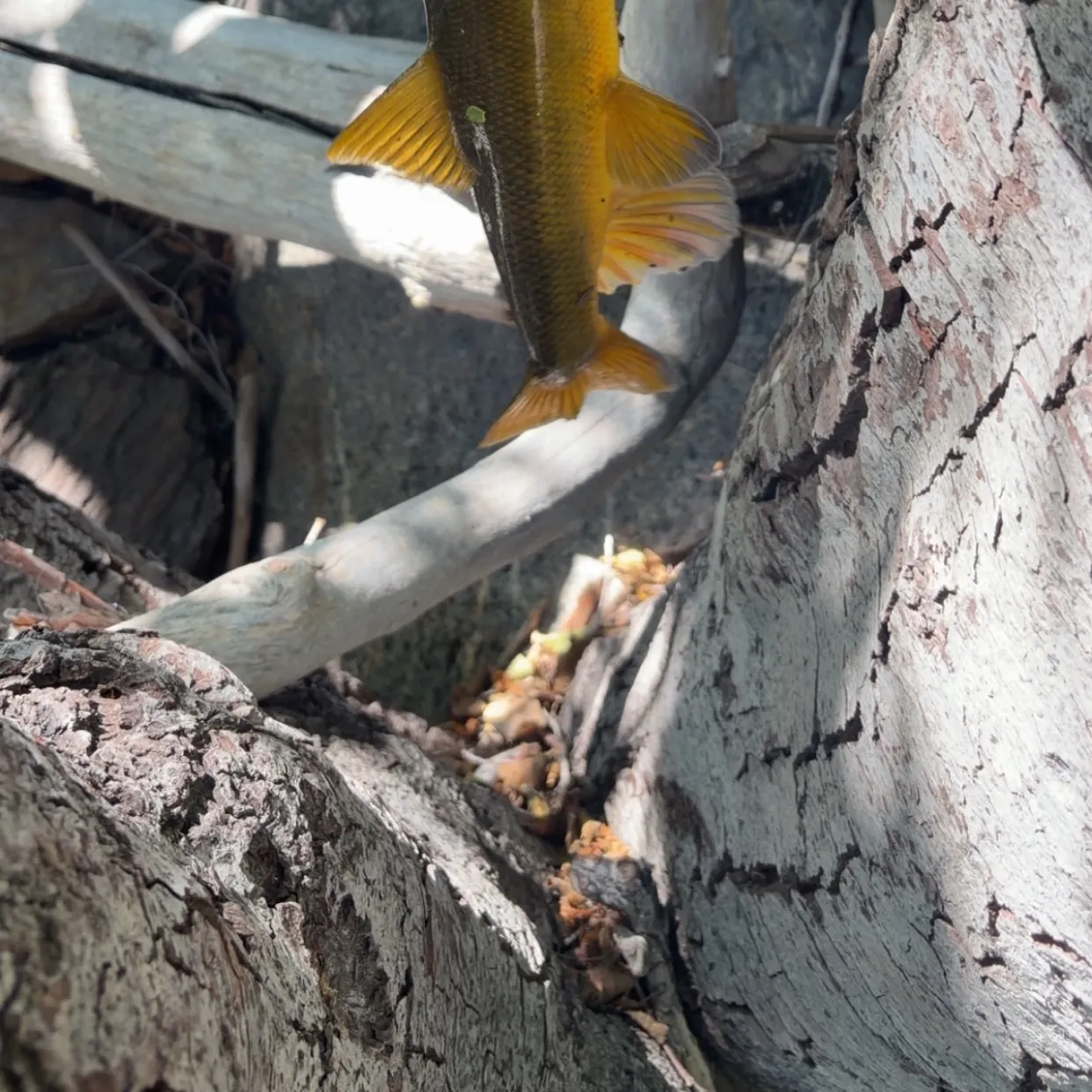 The most recent Sacramento sucker catches on Fishbrain