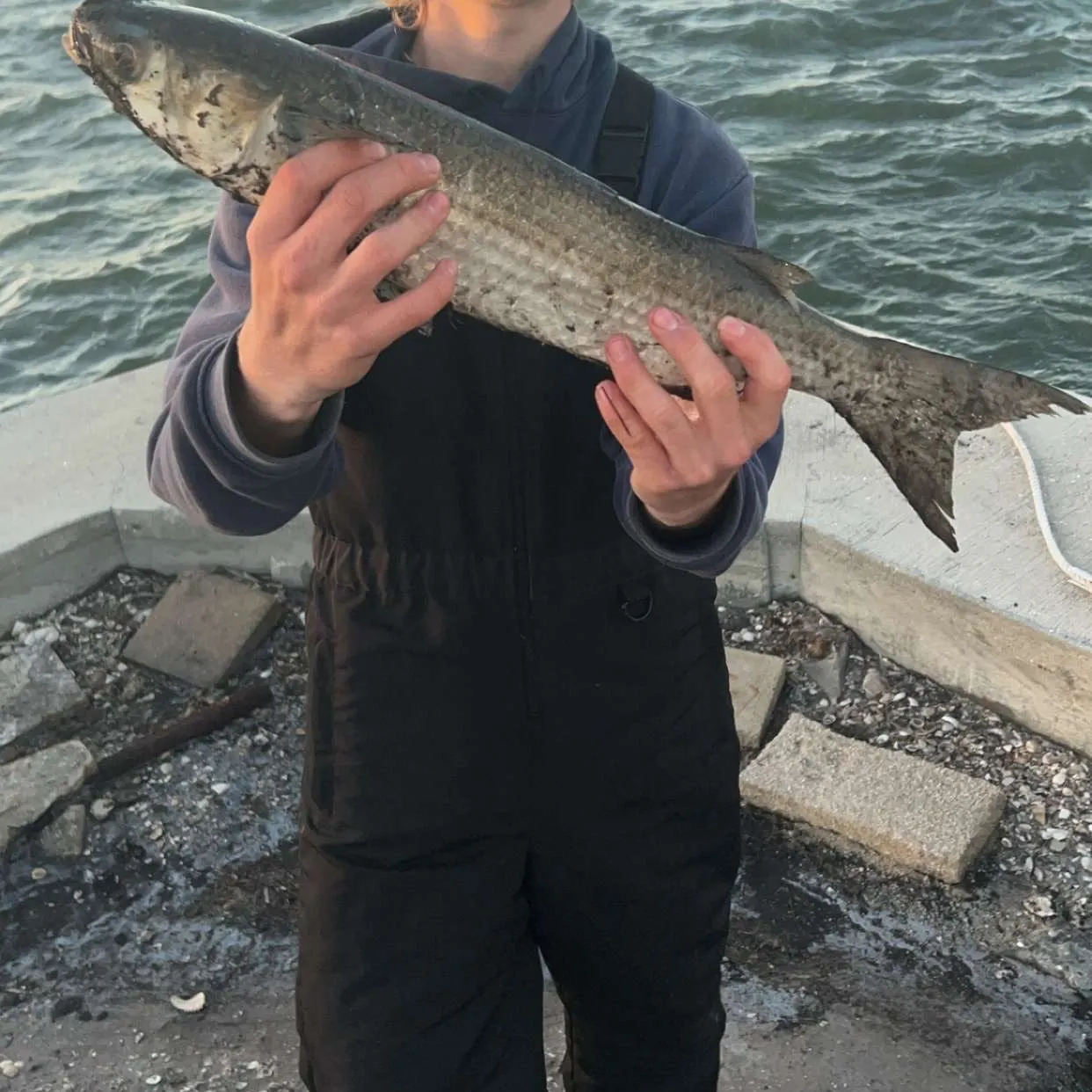 The most recent Striped mullet catches on Fishbrain