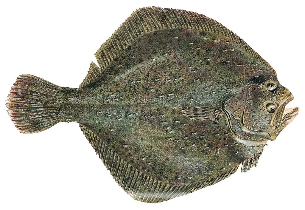 Turbot