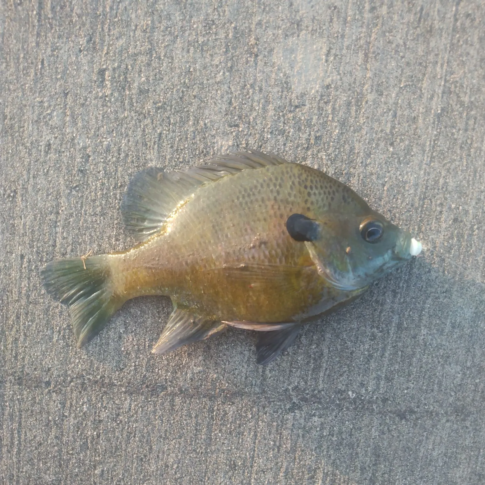 Bluegill caught on Fishbrain