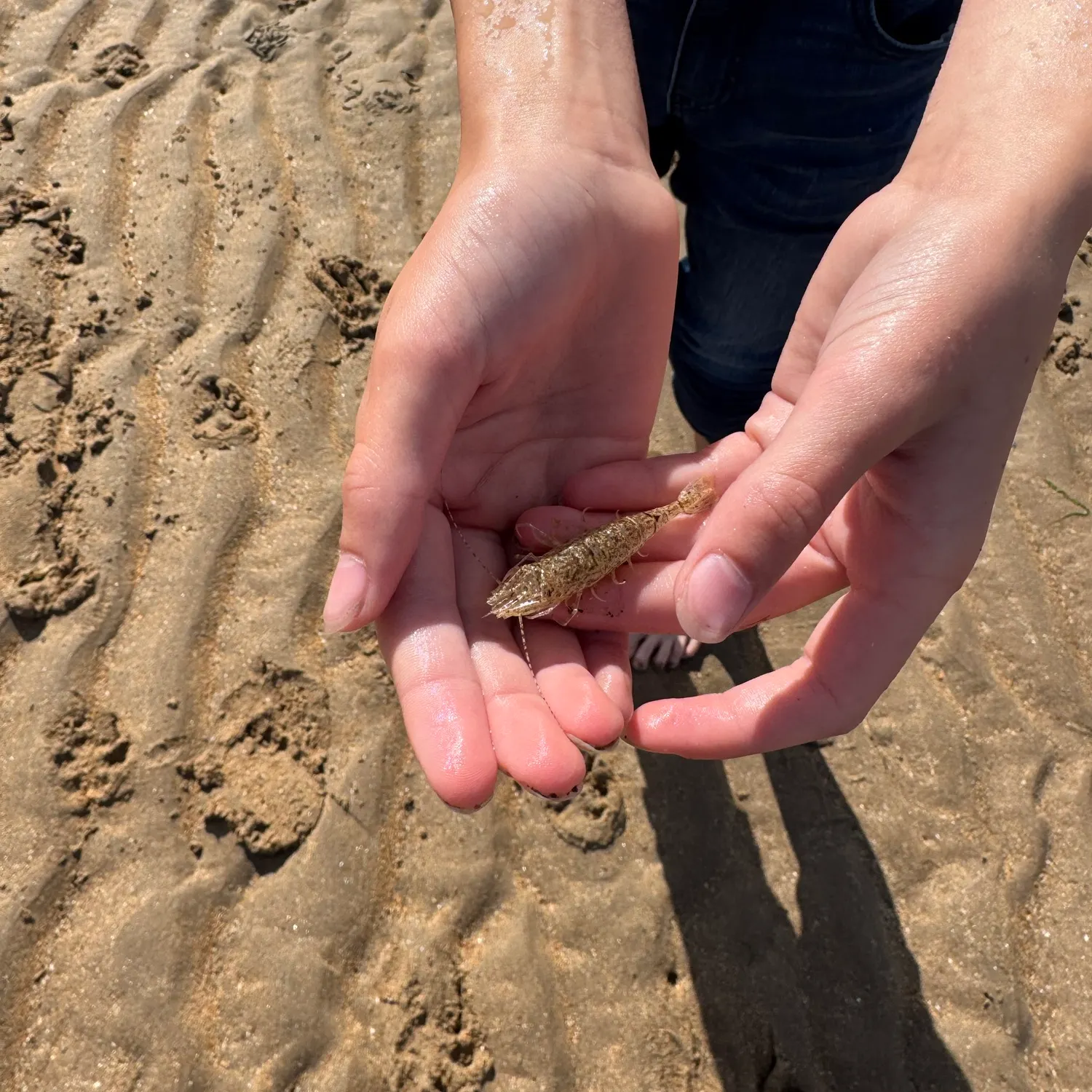 The most recent Thread shrimpgoby catches on Fishbrain