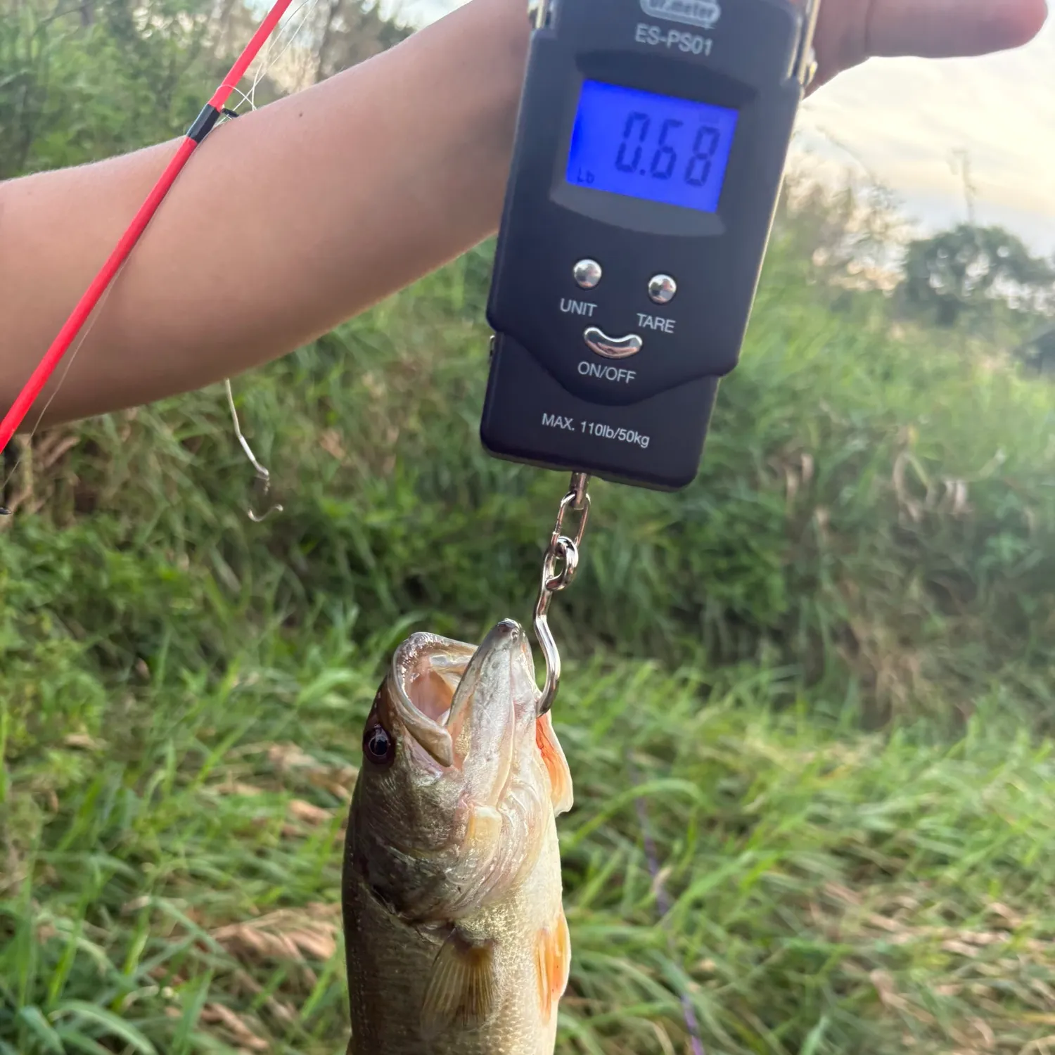 Largemouth bass caught on Fishbrain