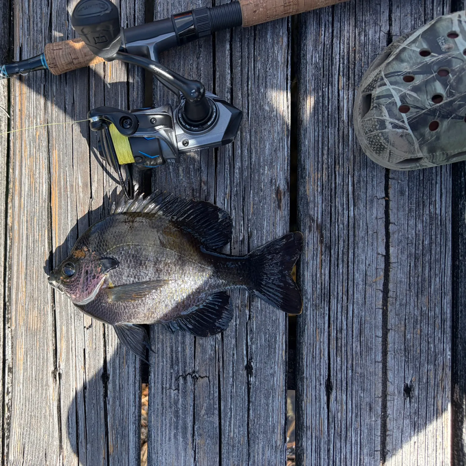 recently logged catches