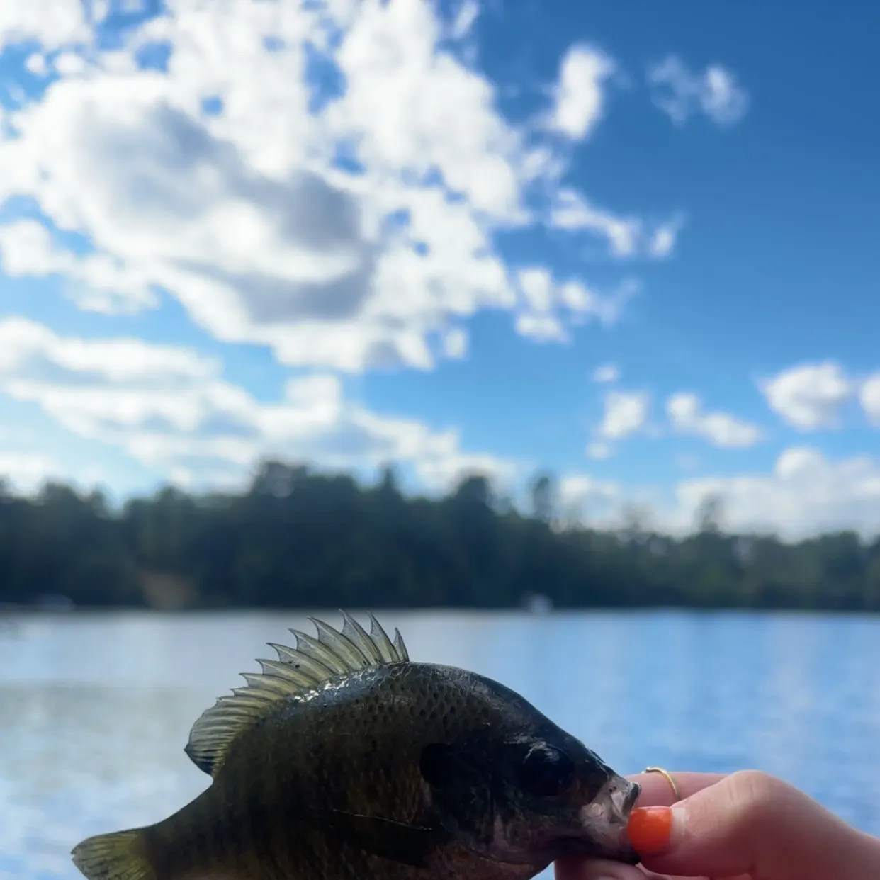 Bluegill caught on Fishbrain