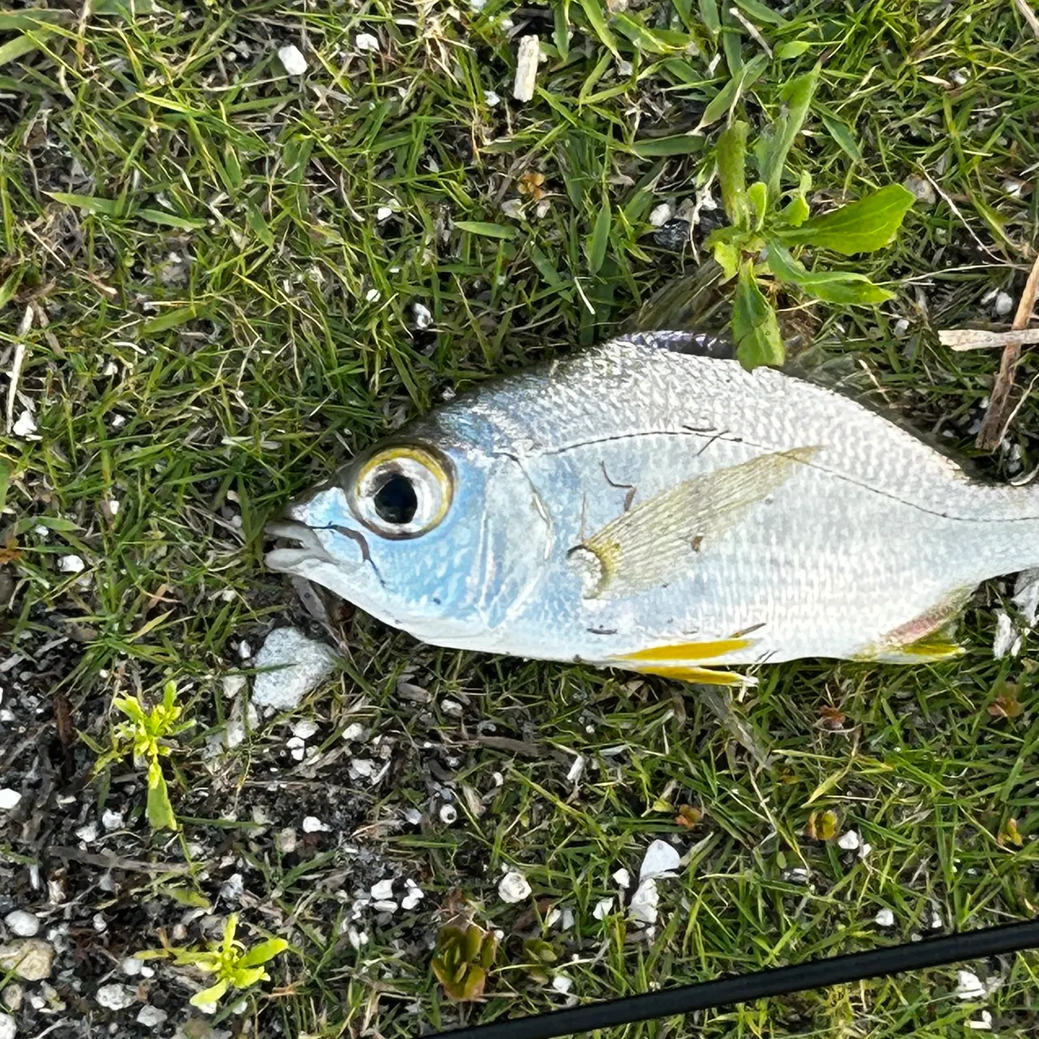 Bigeye trevally caught on Fishbrain