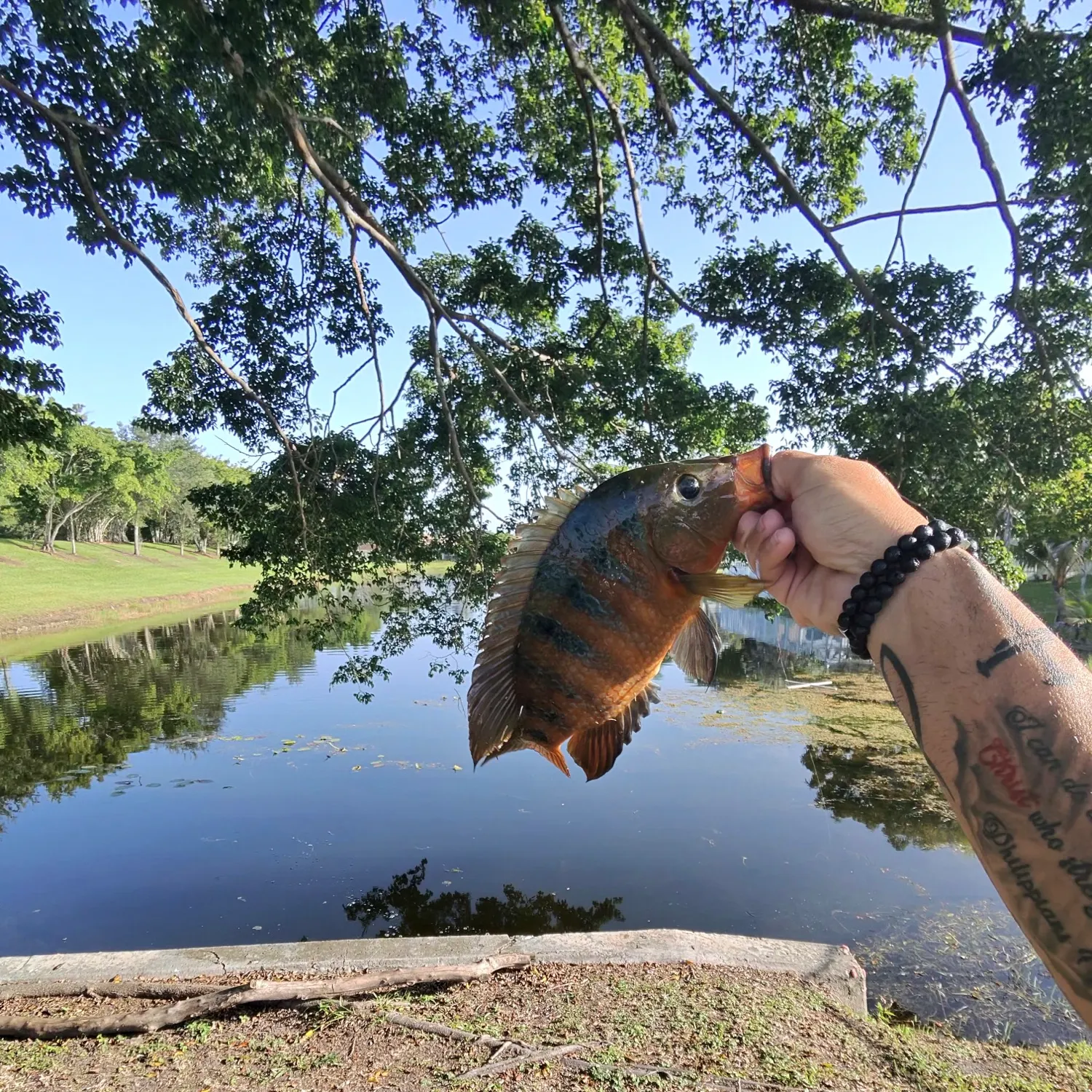 The most recent Mayan cichlid catches on Fishbrain