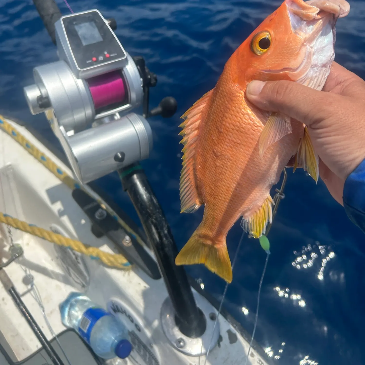 The most recent Blackfin snapper catches on Fishbrain