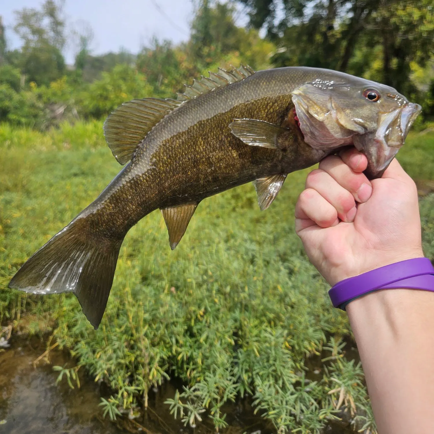 Smallmouth bass caught on Fishbrain