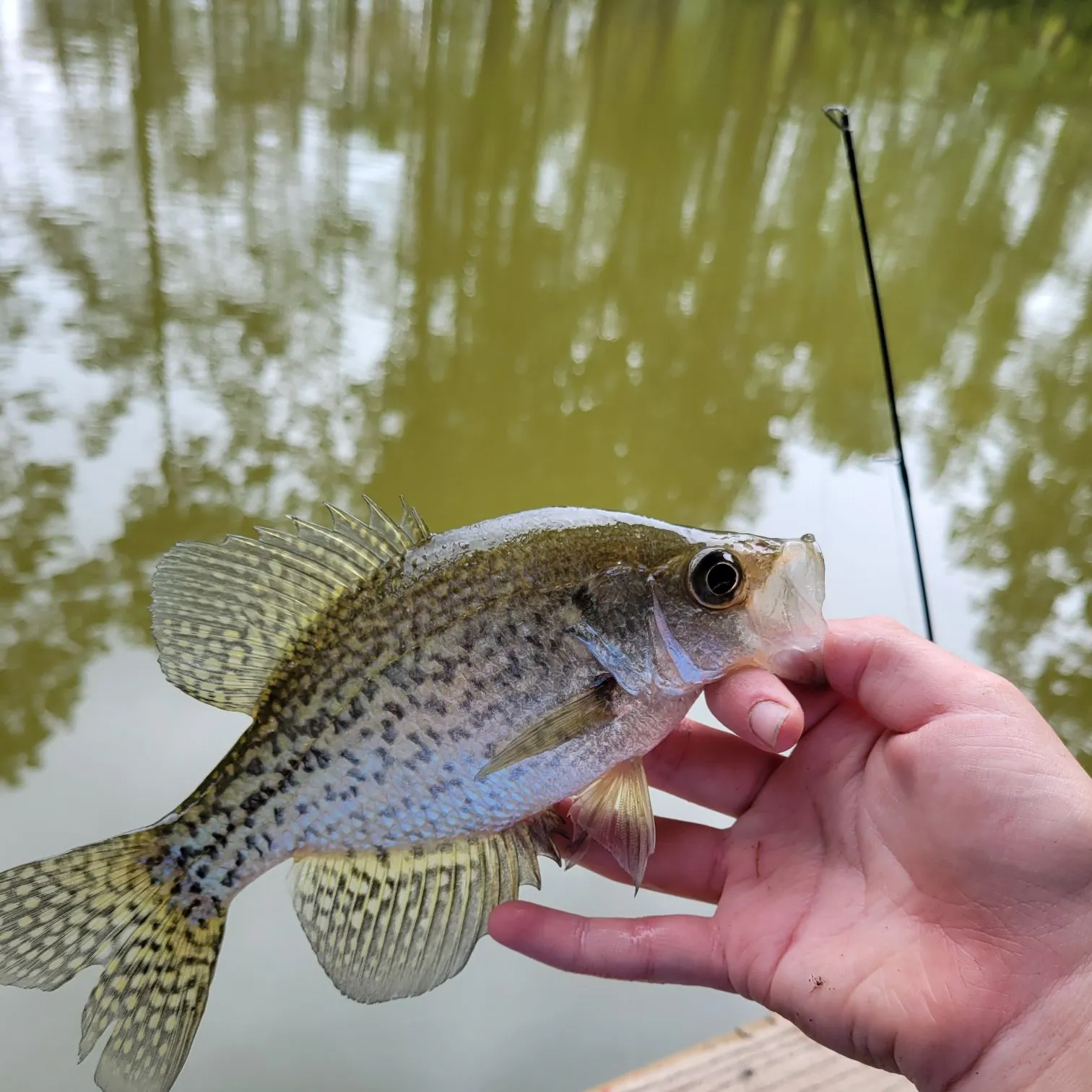 Black crappie caught on Fishbrain