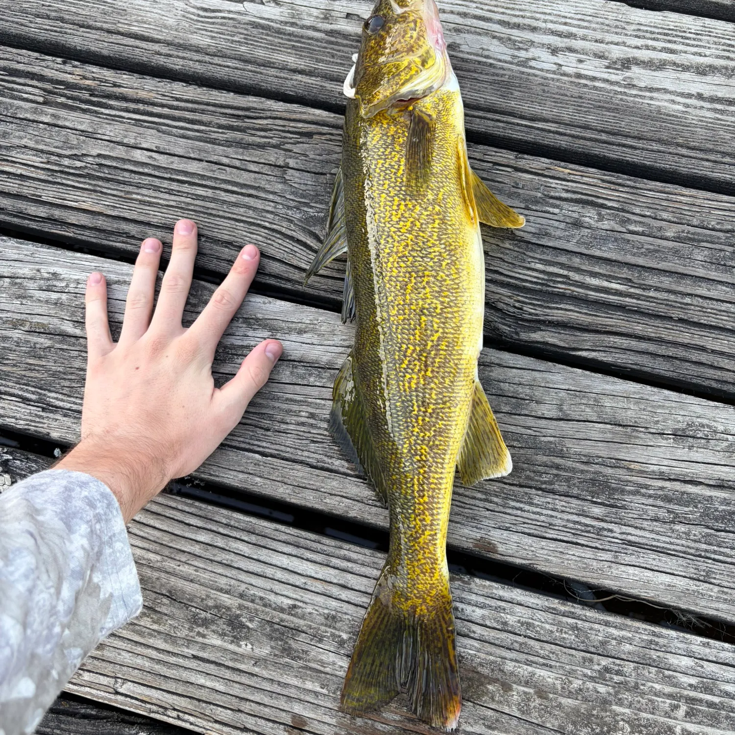 Walleye caught on Fishbrain