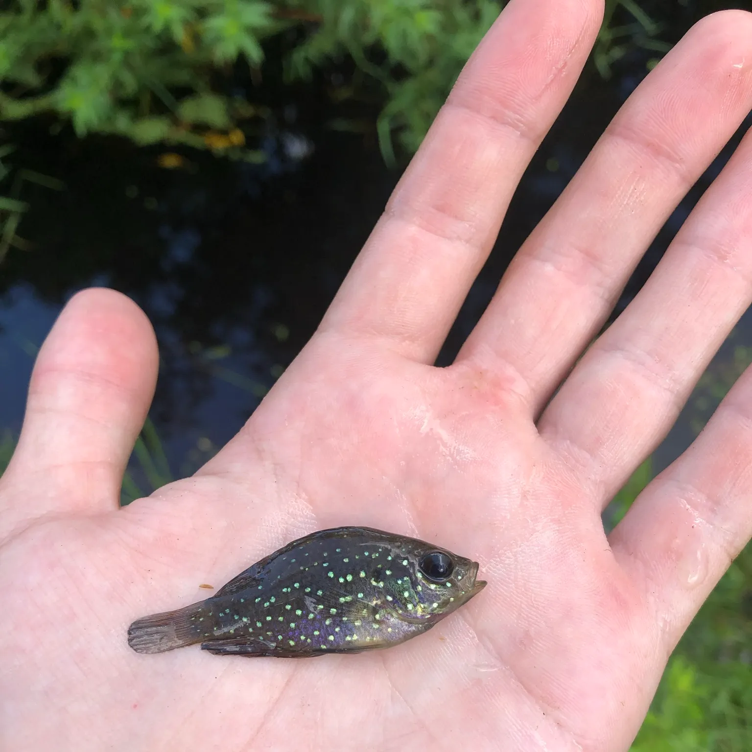 The most recent Bluespotted sunfish catches on Fishbrain