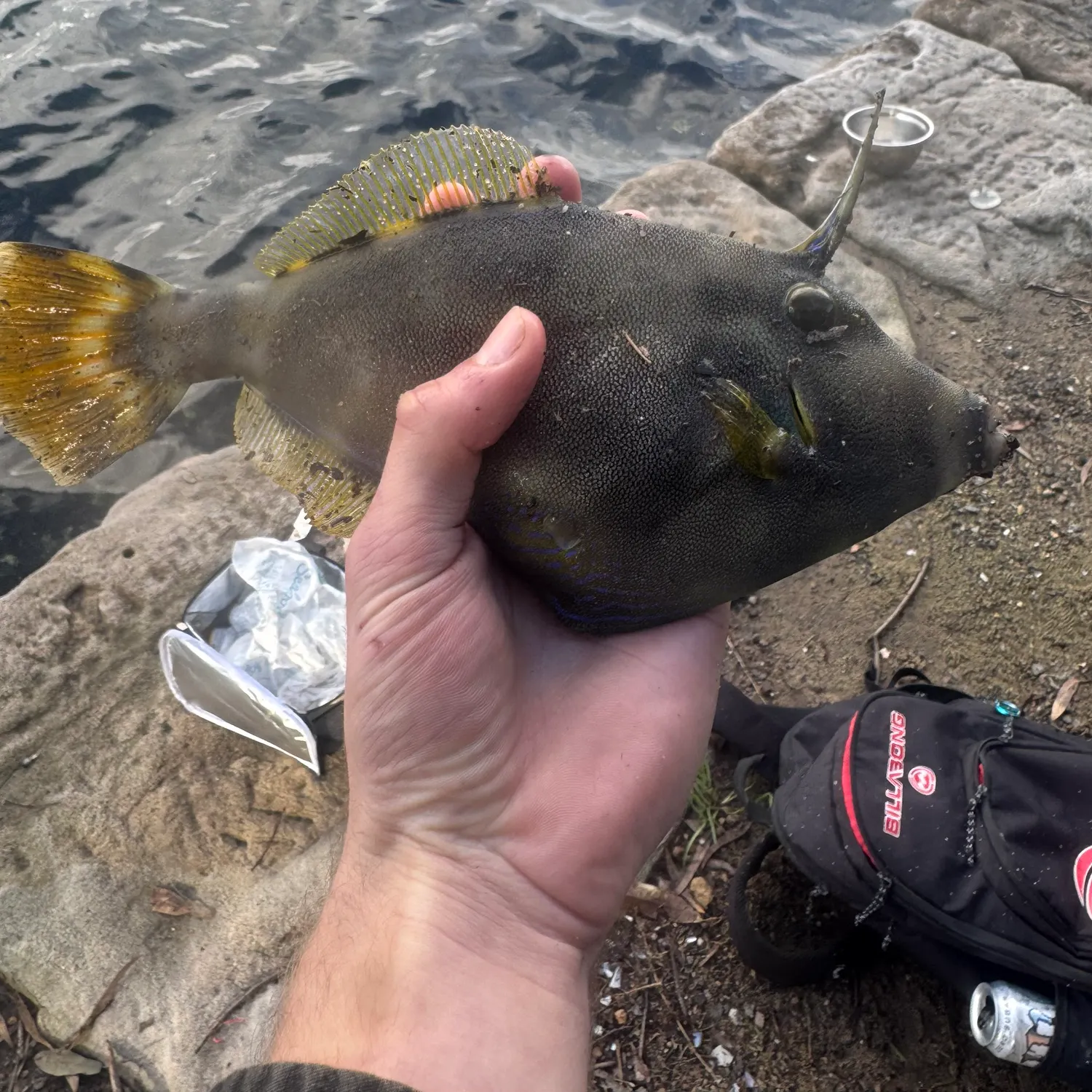 The most recent Black reef leatherjacket catches on Fishbrain