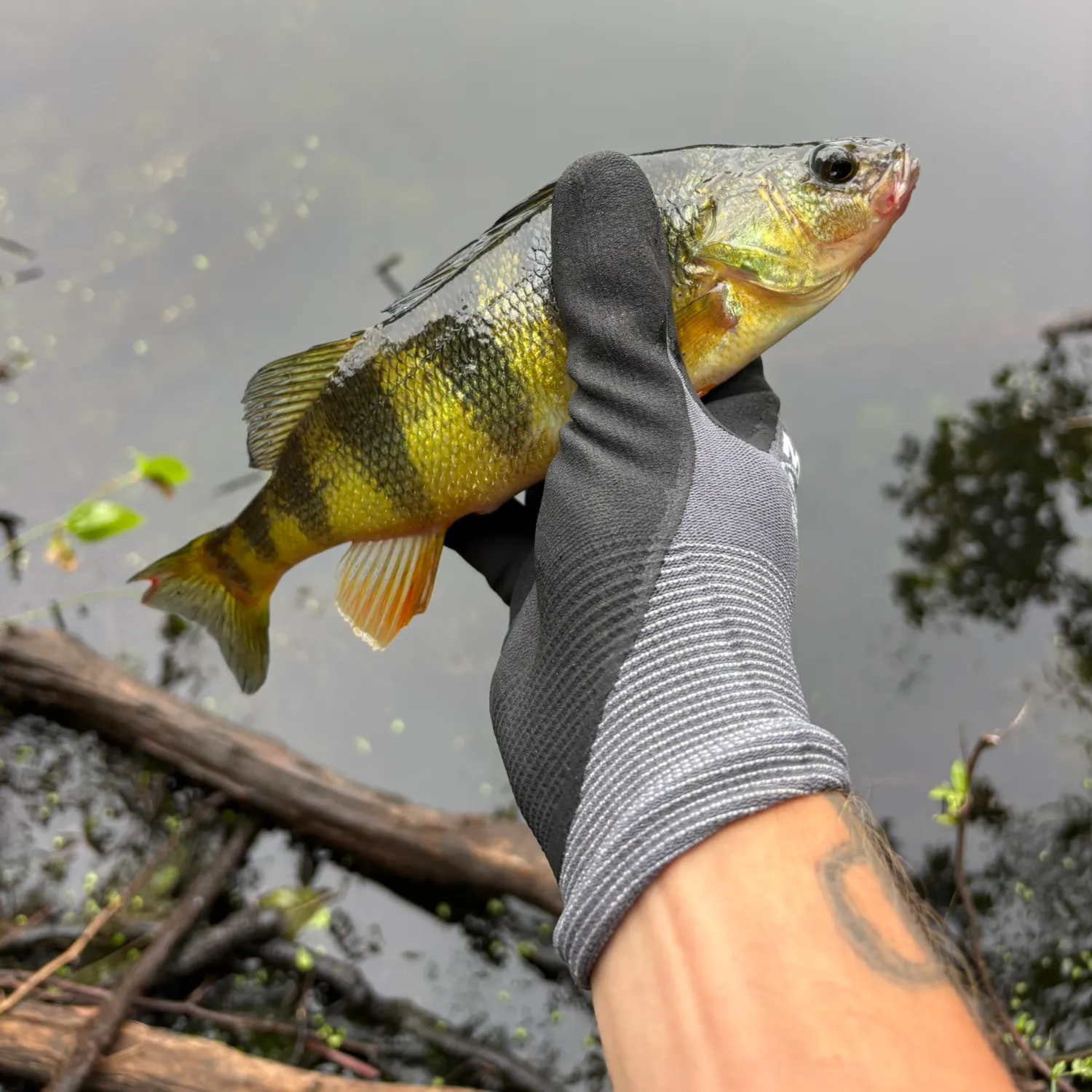 Yellow perch caught on Fishbrain