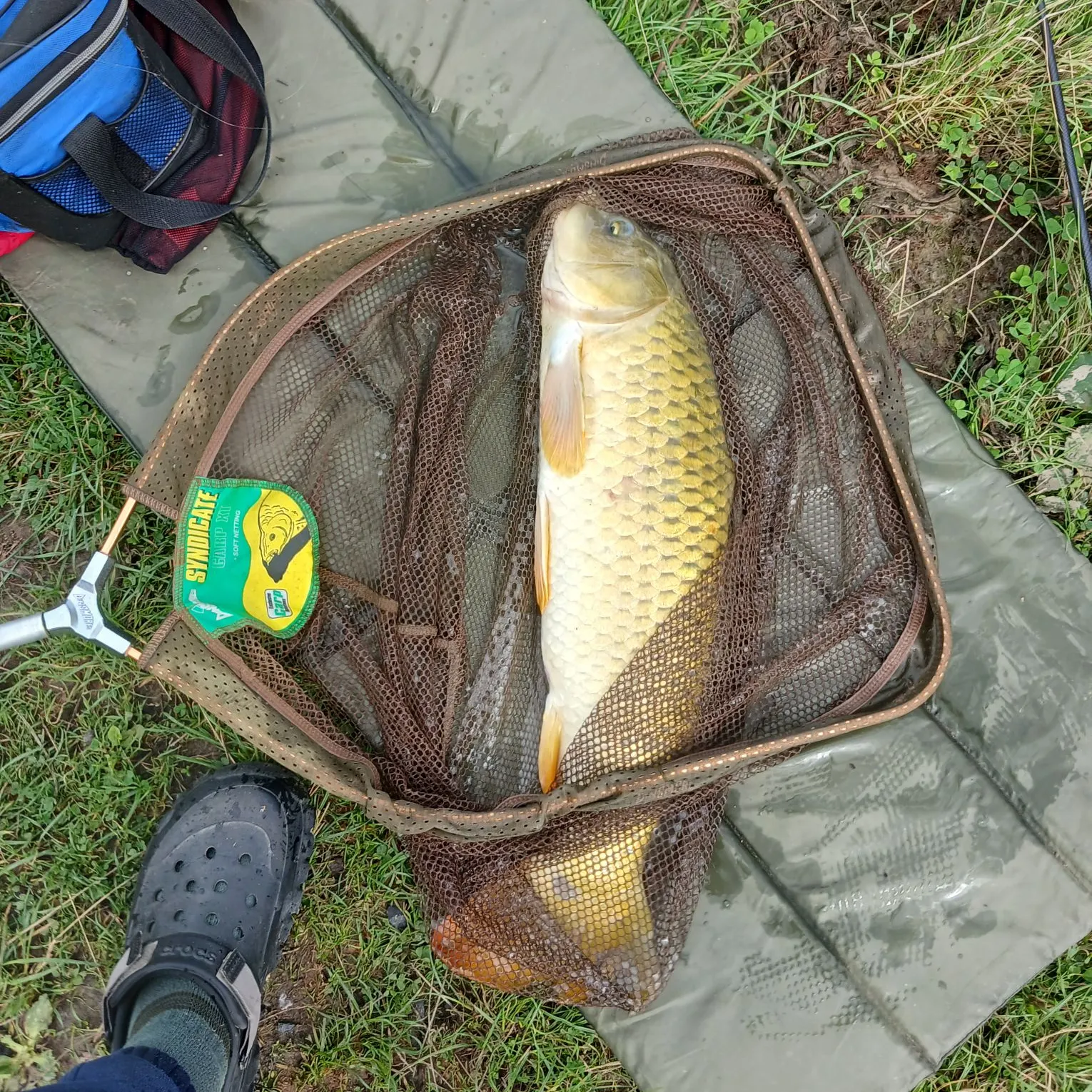 Common carp caught on Fishbrain